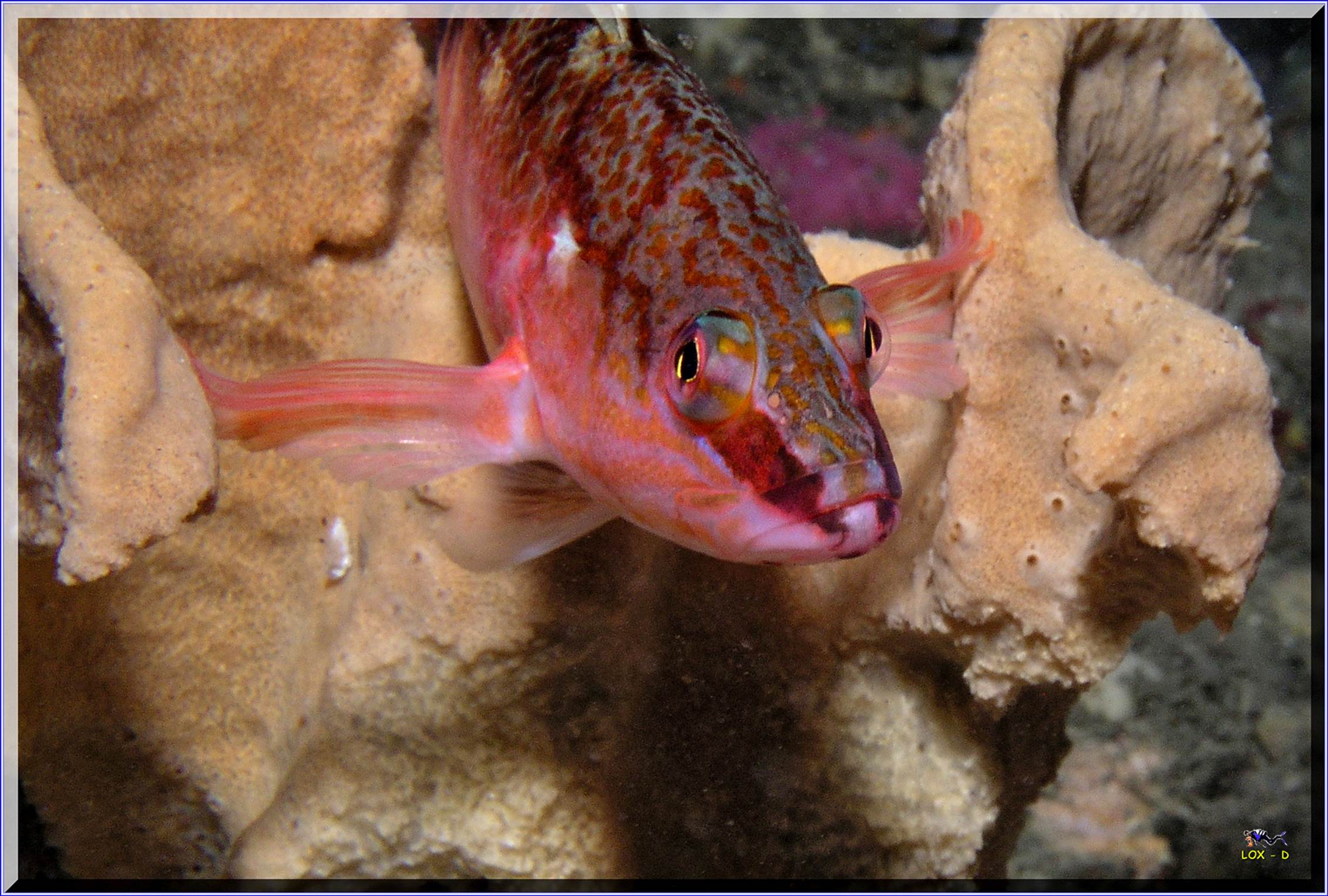 LoxPix Sub-Aqua Image