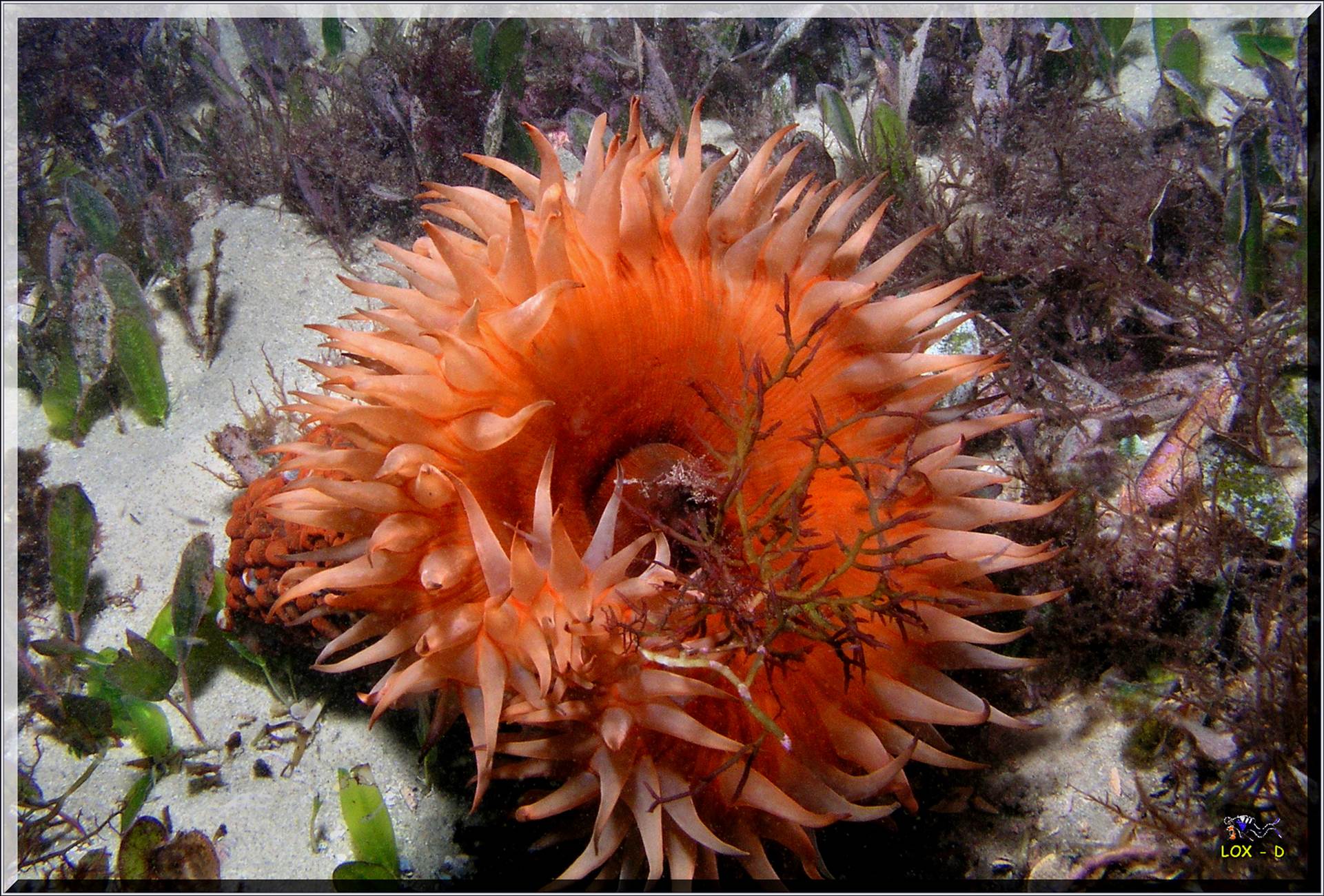 LoxPix Sub-Aqua Image