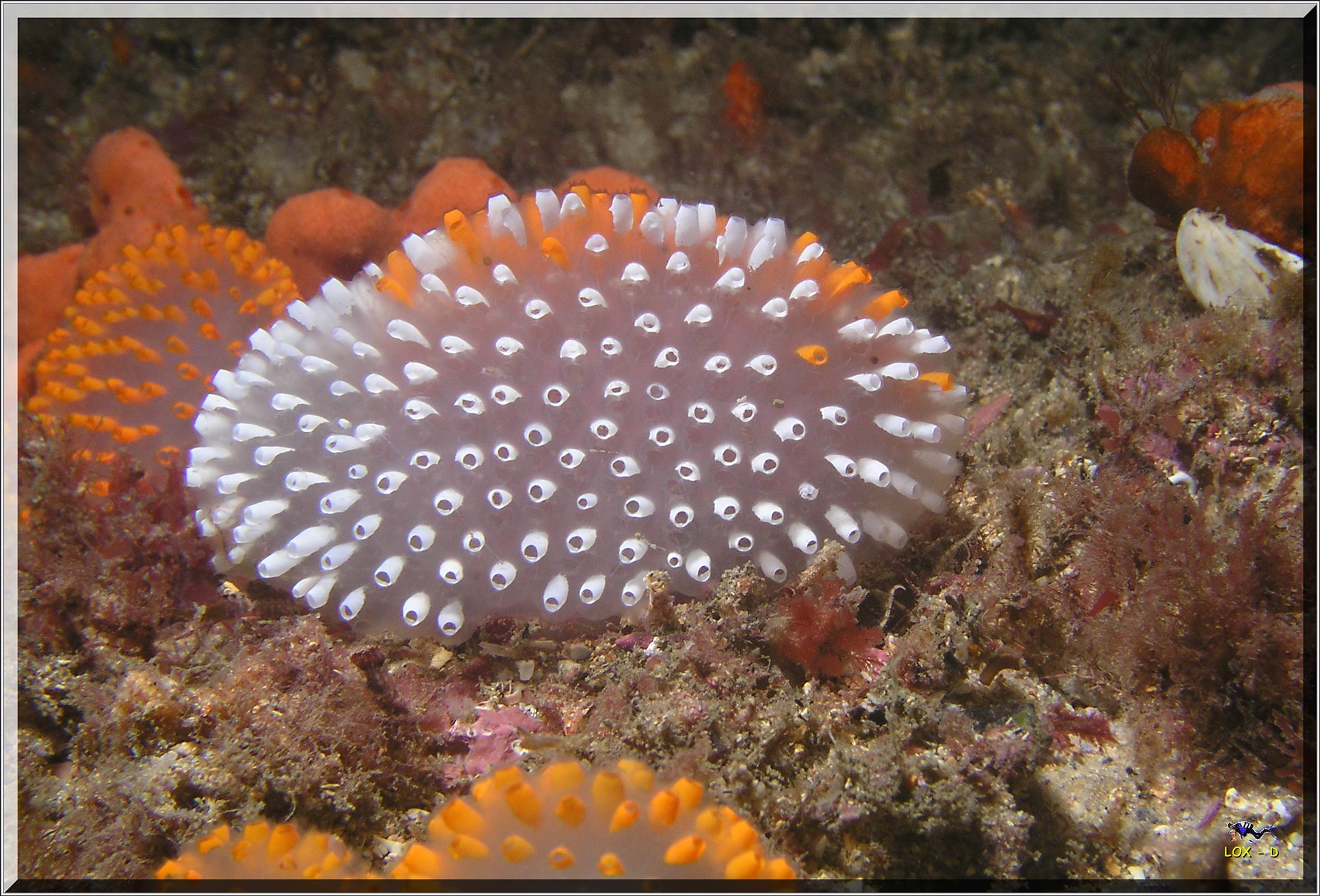 LoxPix Sub-Aqua Image