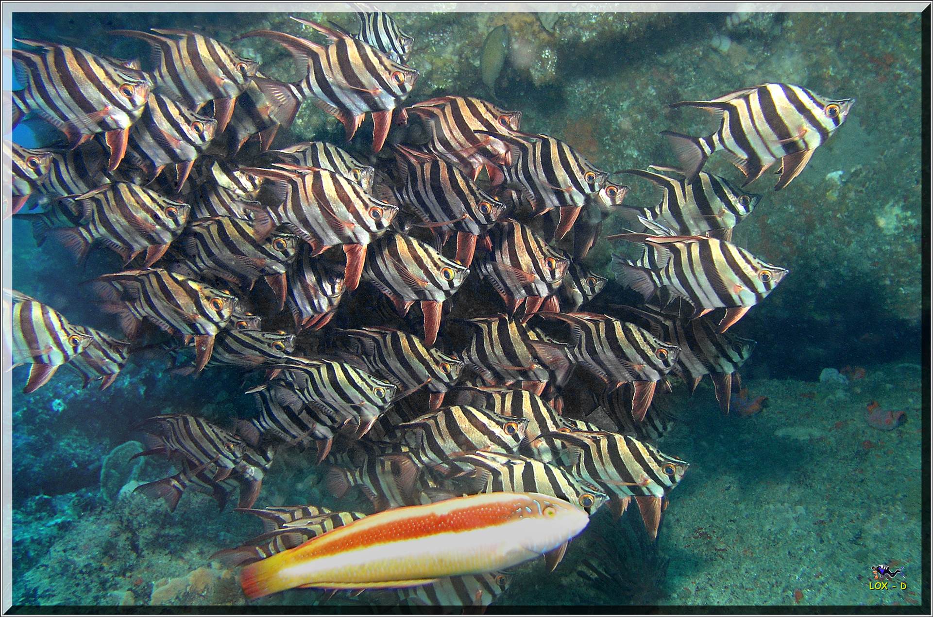 LoxPix Sub-Aqua Image