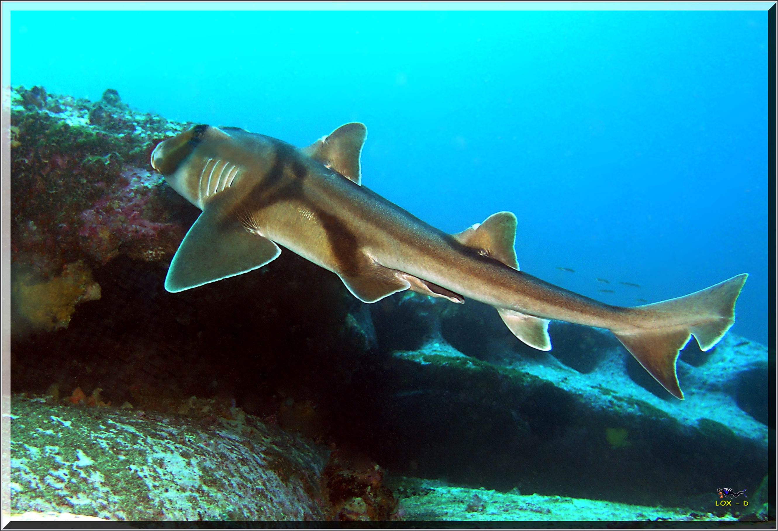 LoxPix Sub-Aqua Image