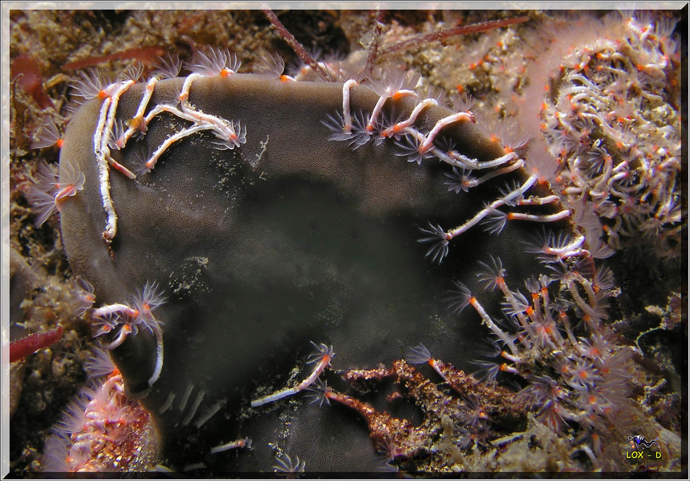 LoxPix Sub-Aqua Image