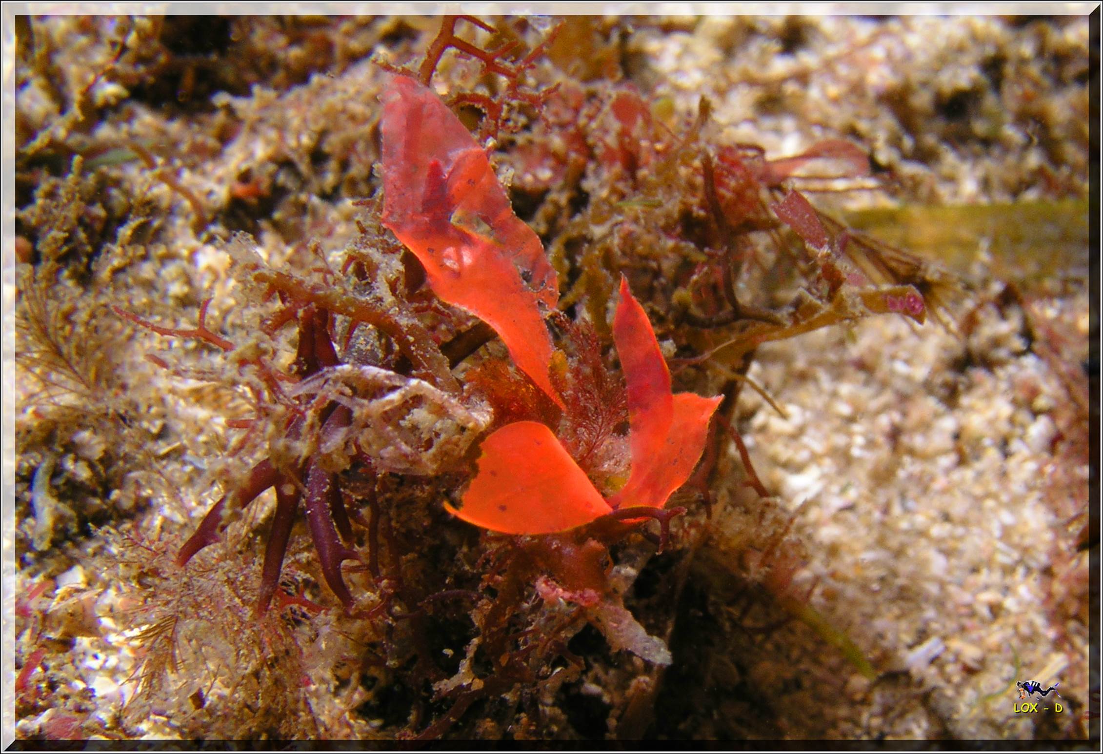 LoxPix Sub-Aqua Image