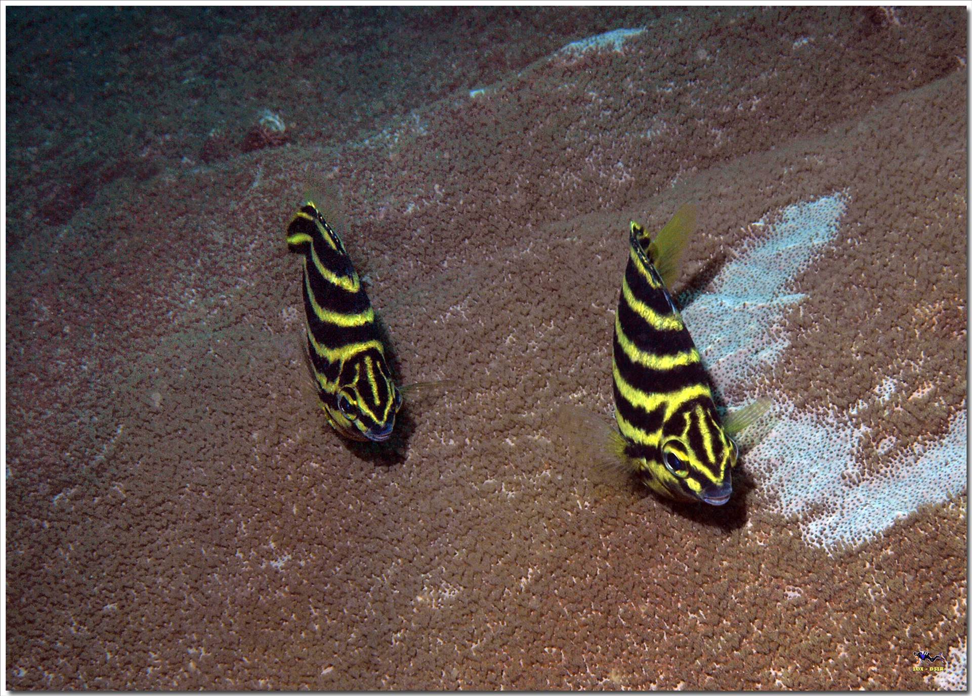 LoxPix Sub-Aqua Image