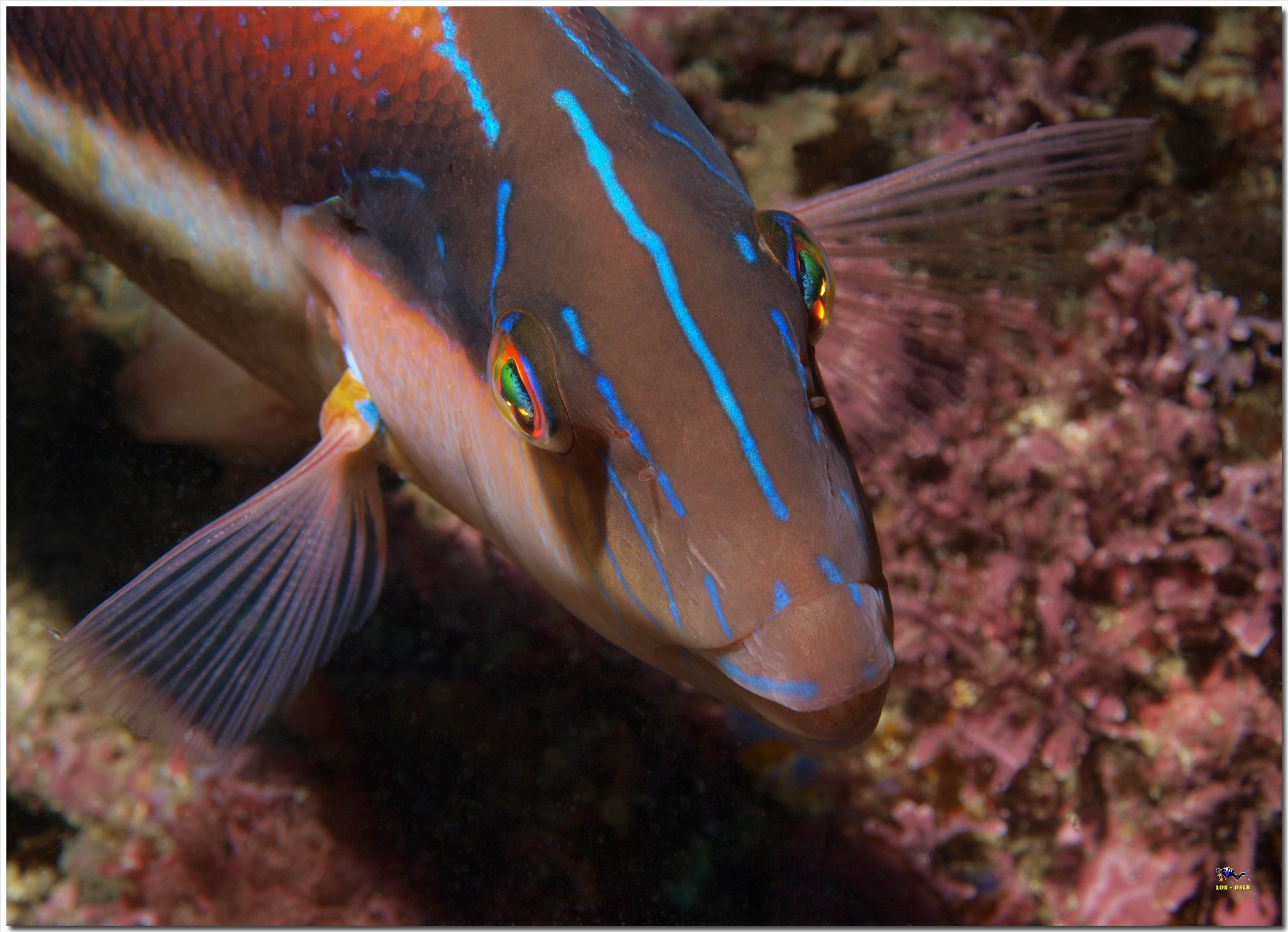 LoxPix Sub-Aqua Image