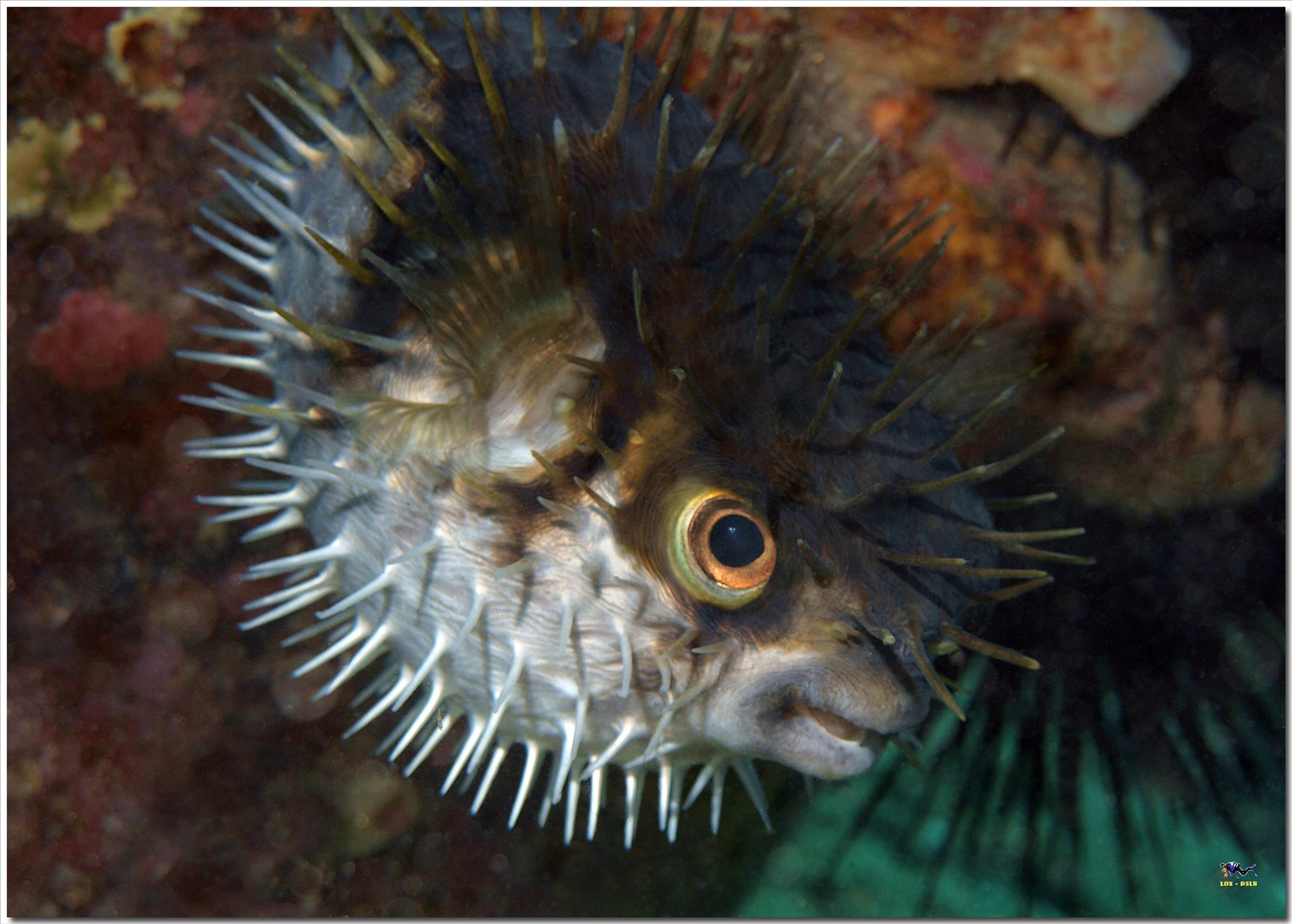 LoxPix Sub-Aqua Image