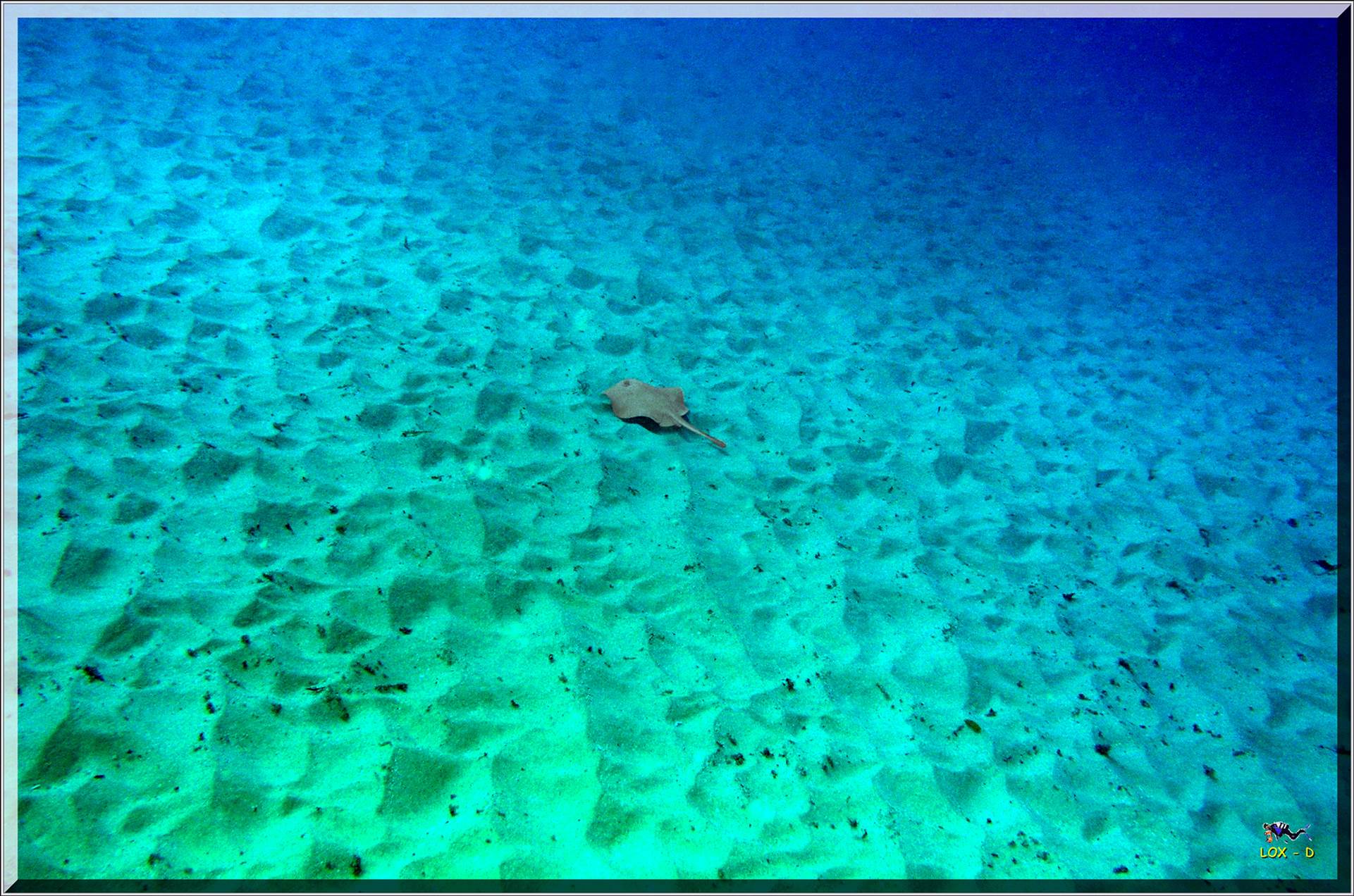 LoxPix Sub-Aqua Image