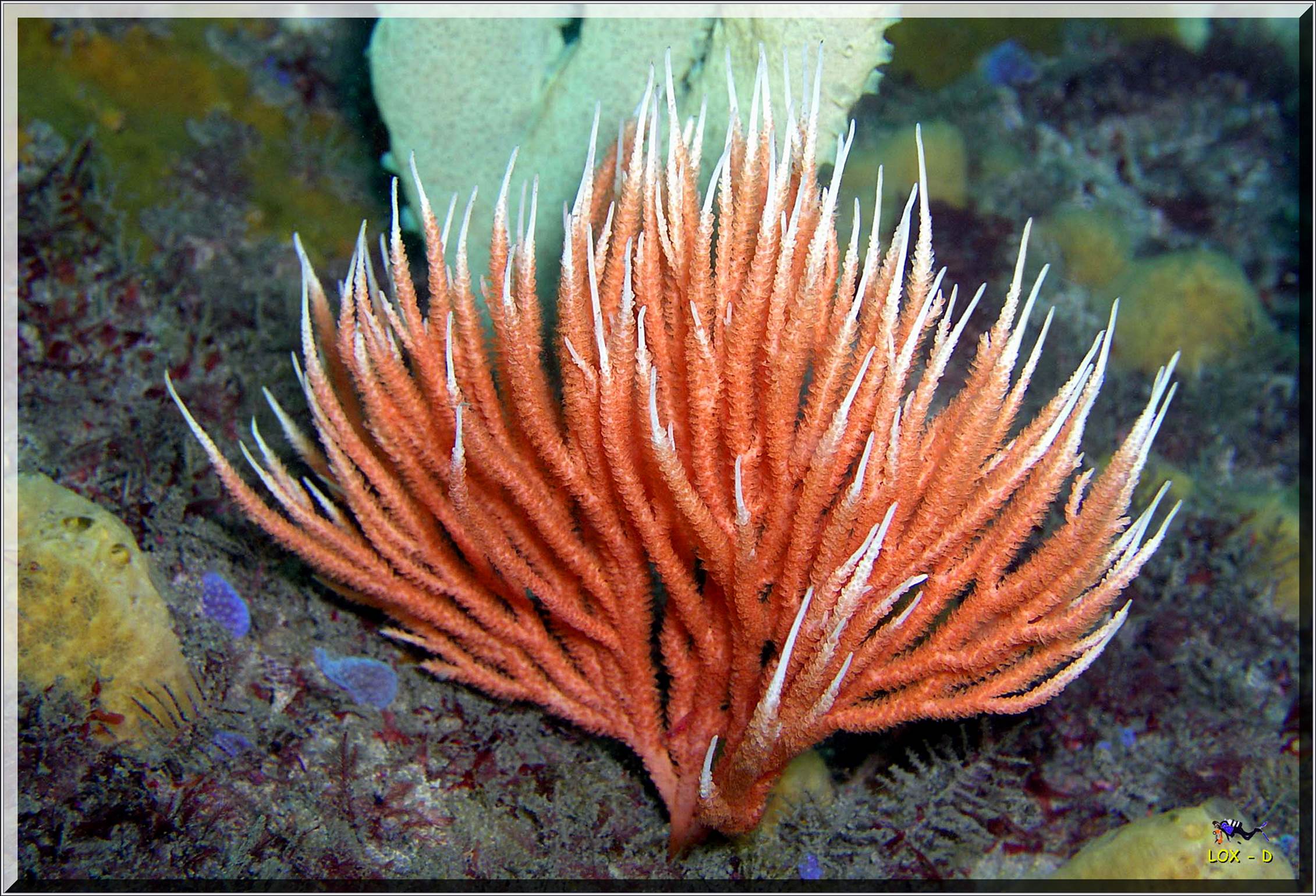 LoxPix Sub-Aqua Image