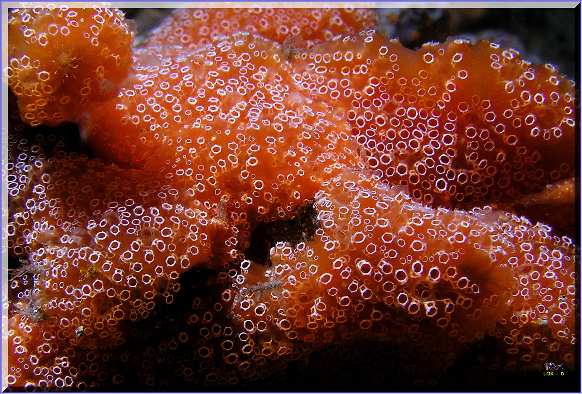 LoxPix Sub-Aqua Image