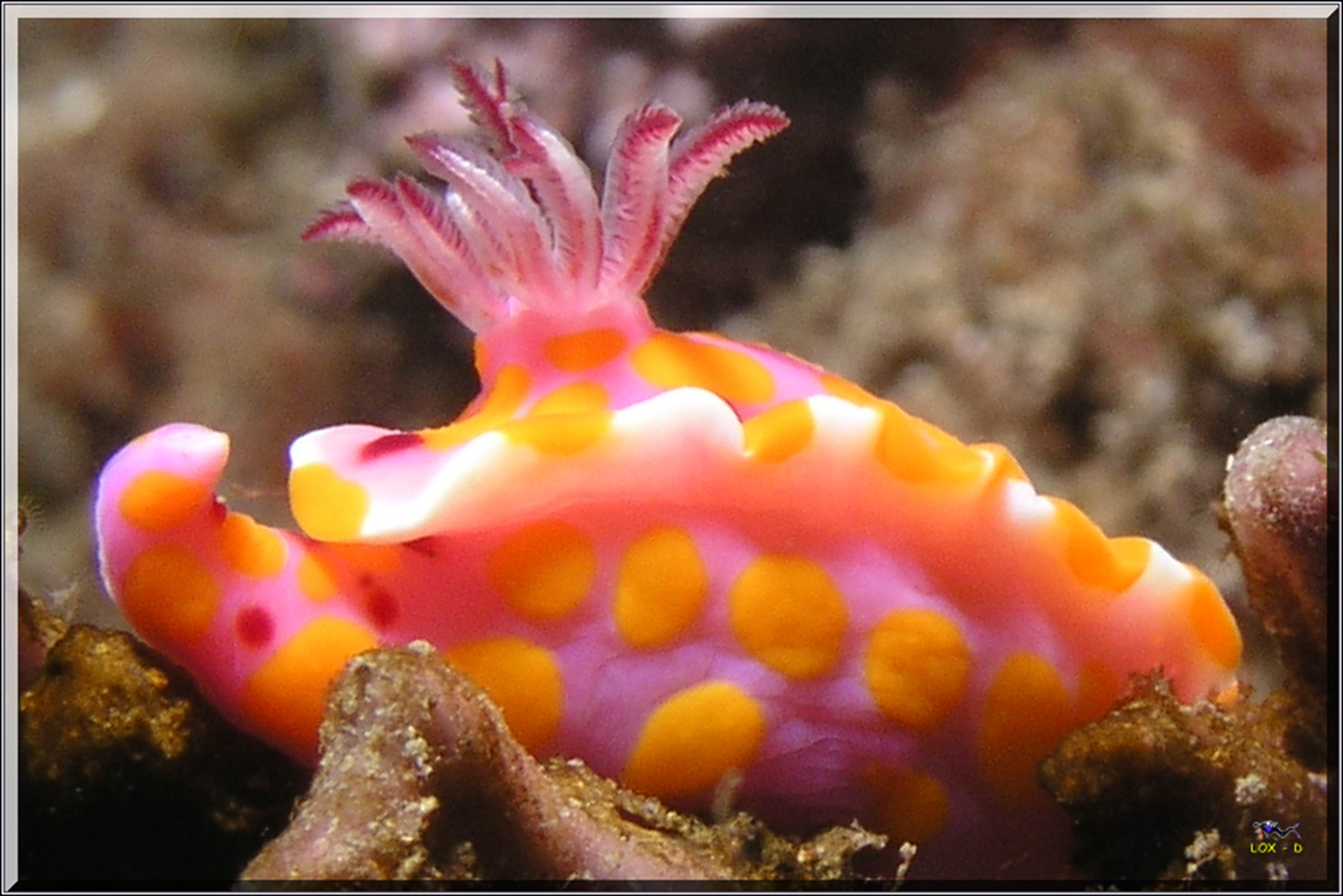 LoxPix Sub-Aqua Image