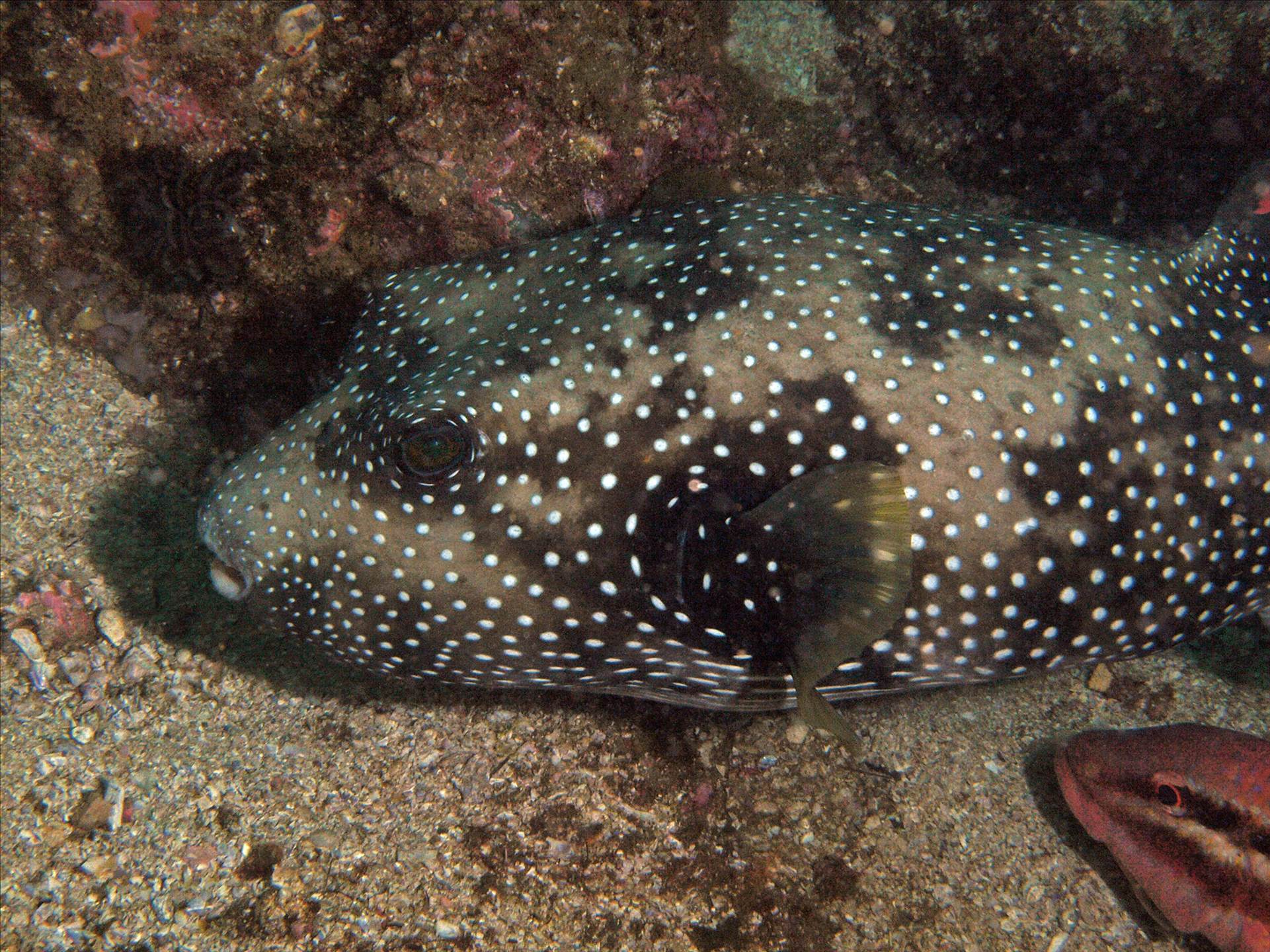 LoxPix Sub-Aqua Image