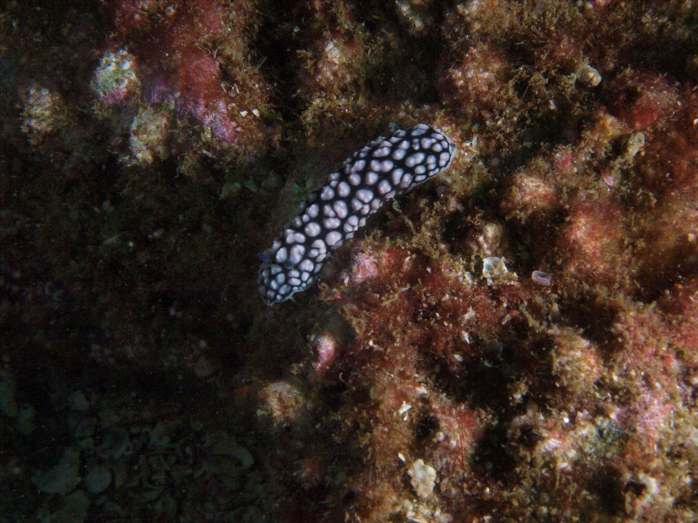 LoxPix Sub-Aqua Image