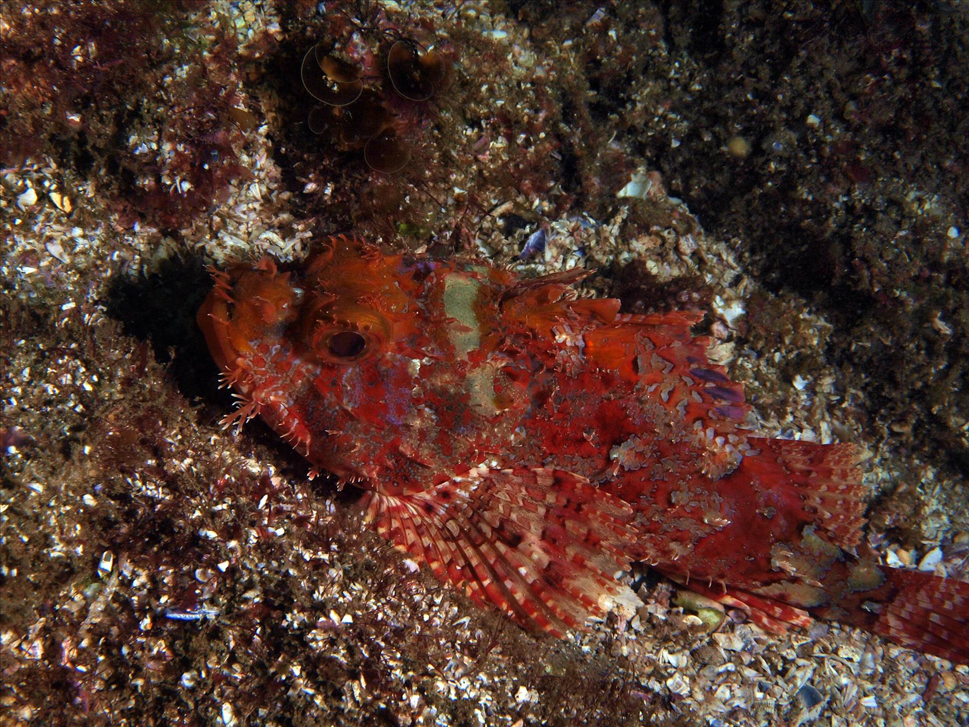 LoxPix Sub-Aqua Image