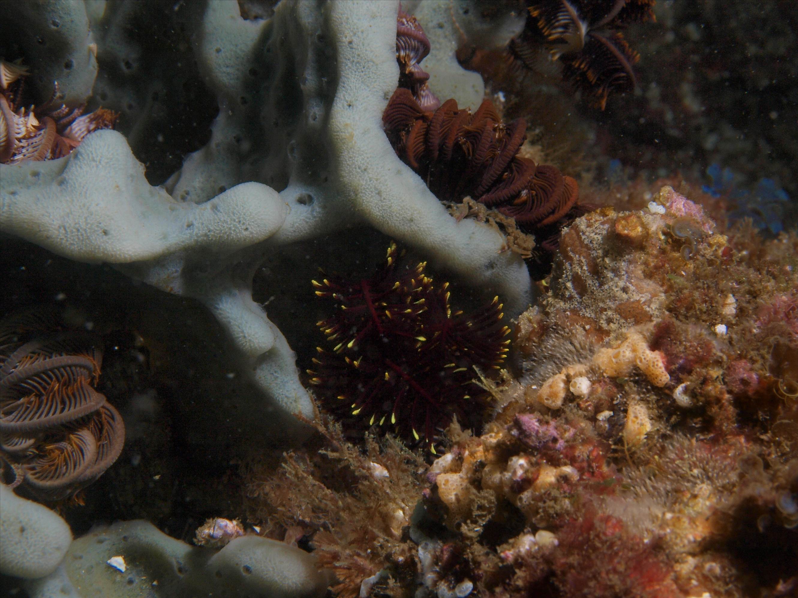 LoxPix Sub-Aqua Image