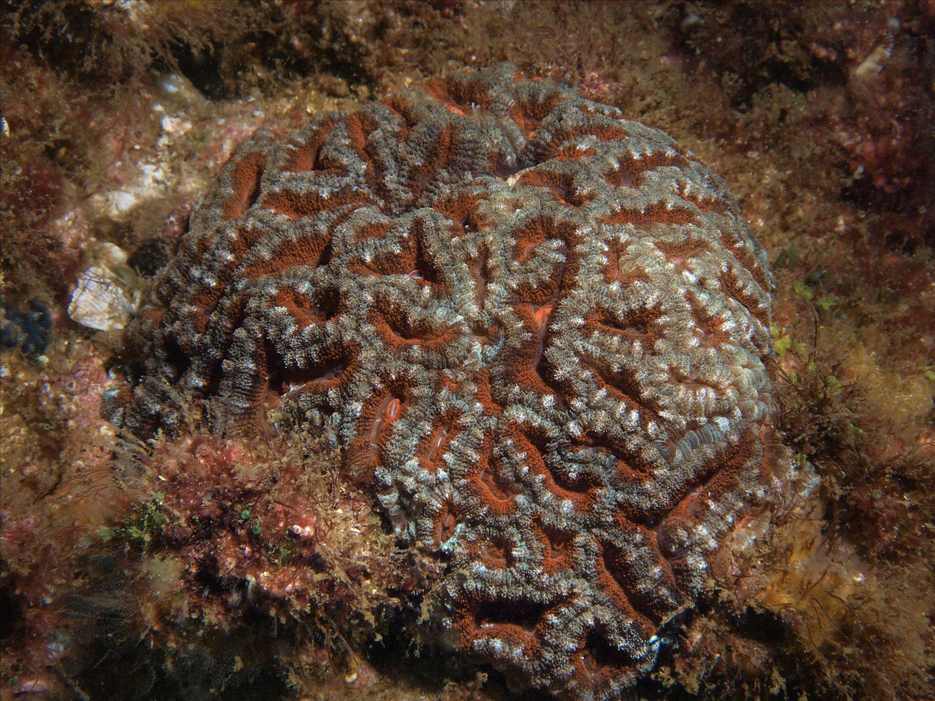 LoxPix Sub-Aqua Image