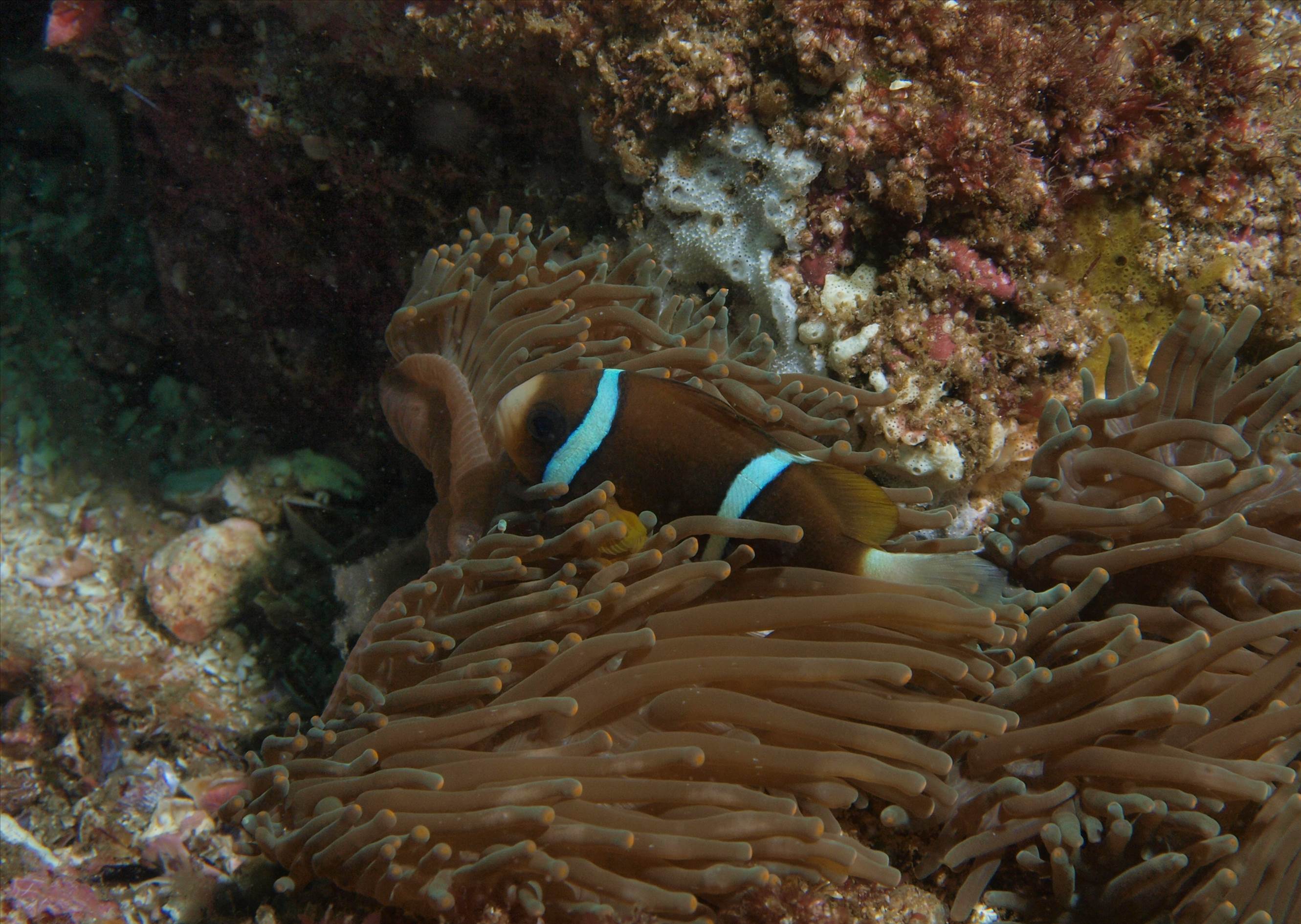 LoxPix Sub-Aqua Image