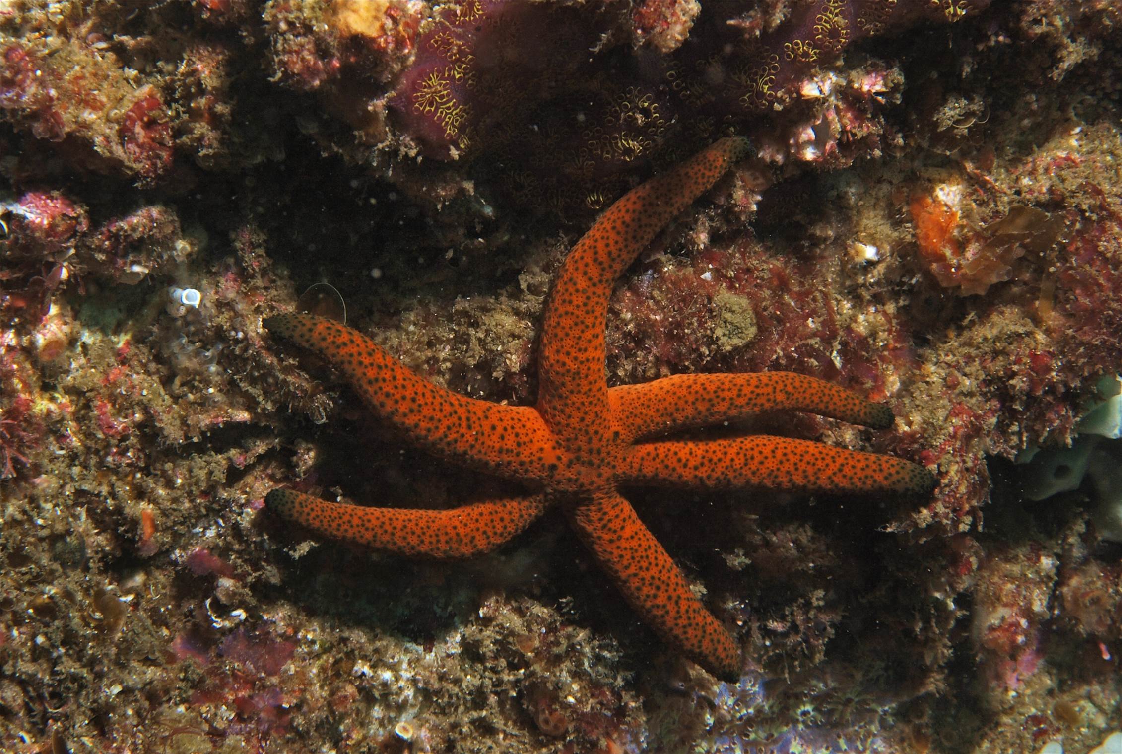 LoxPix Sub-Aqua Image