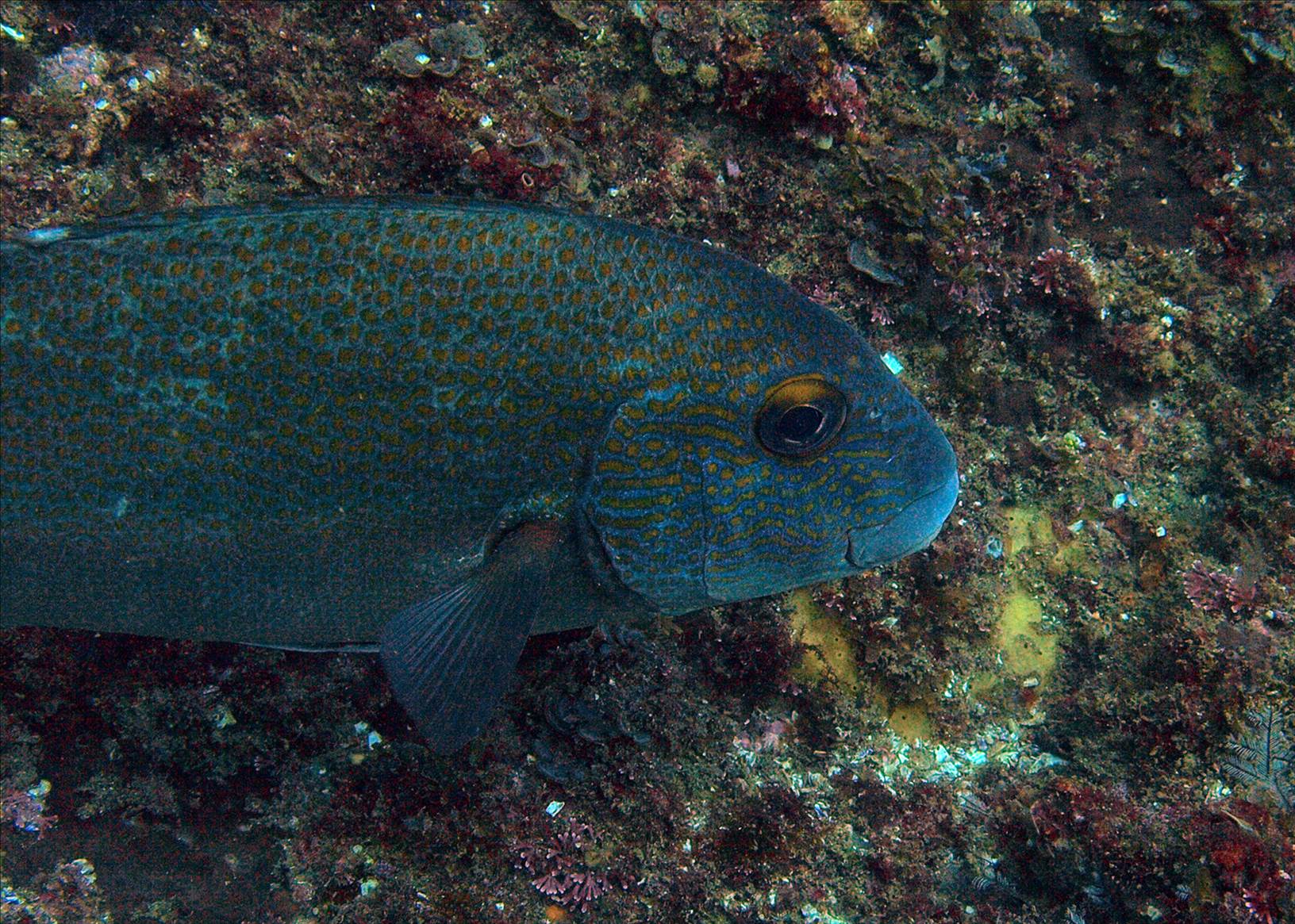 LoxPix Sub-Aqua Image