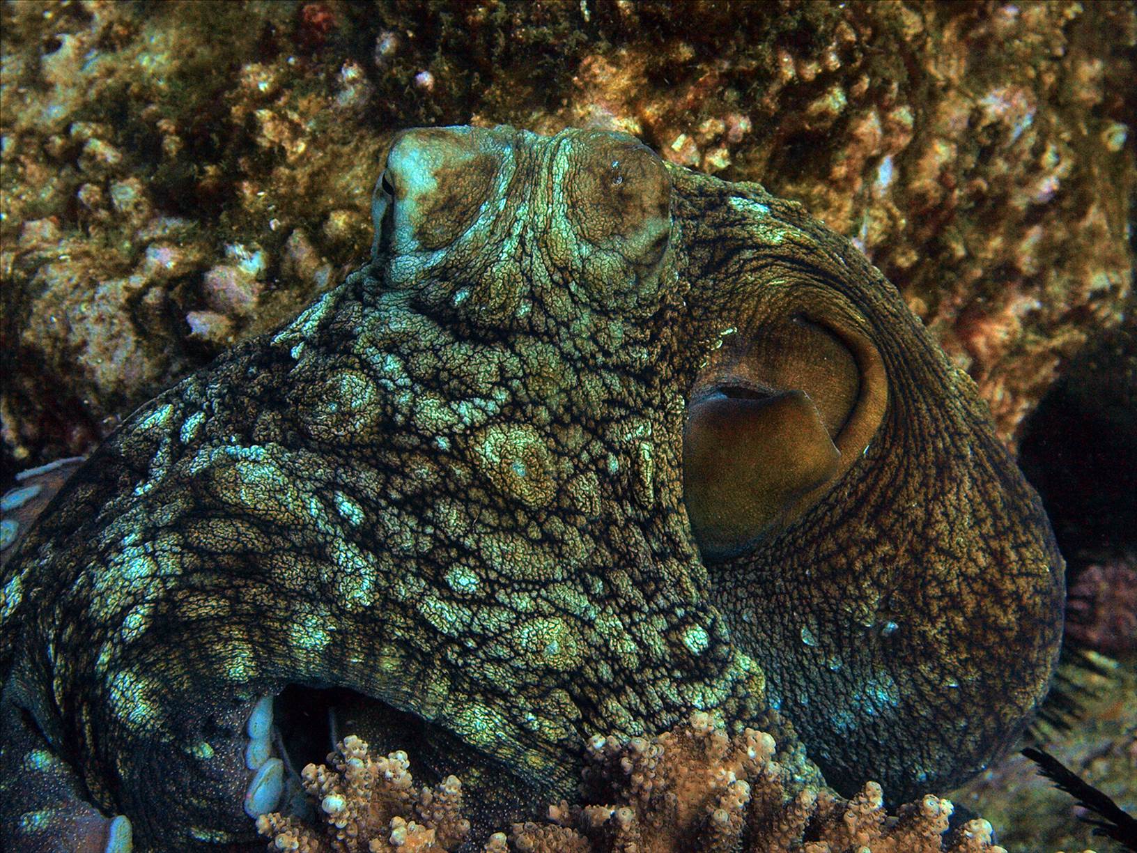 LoxPix Sub-Aqua Image