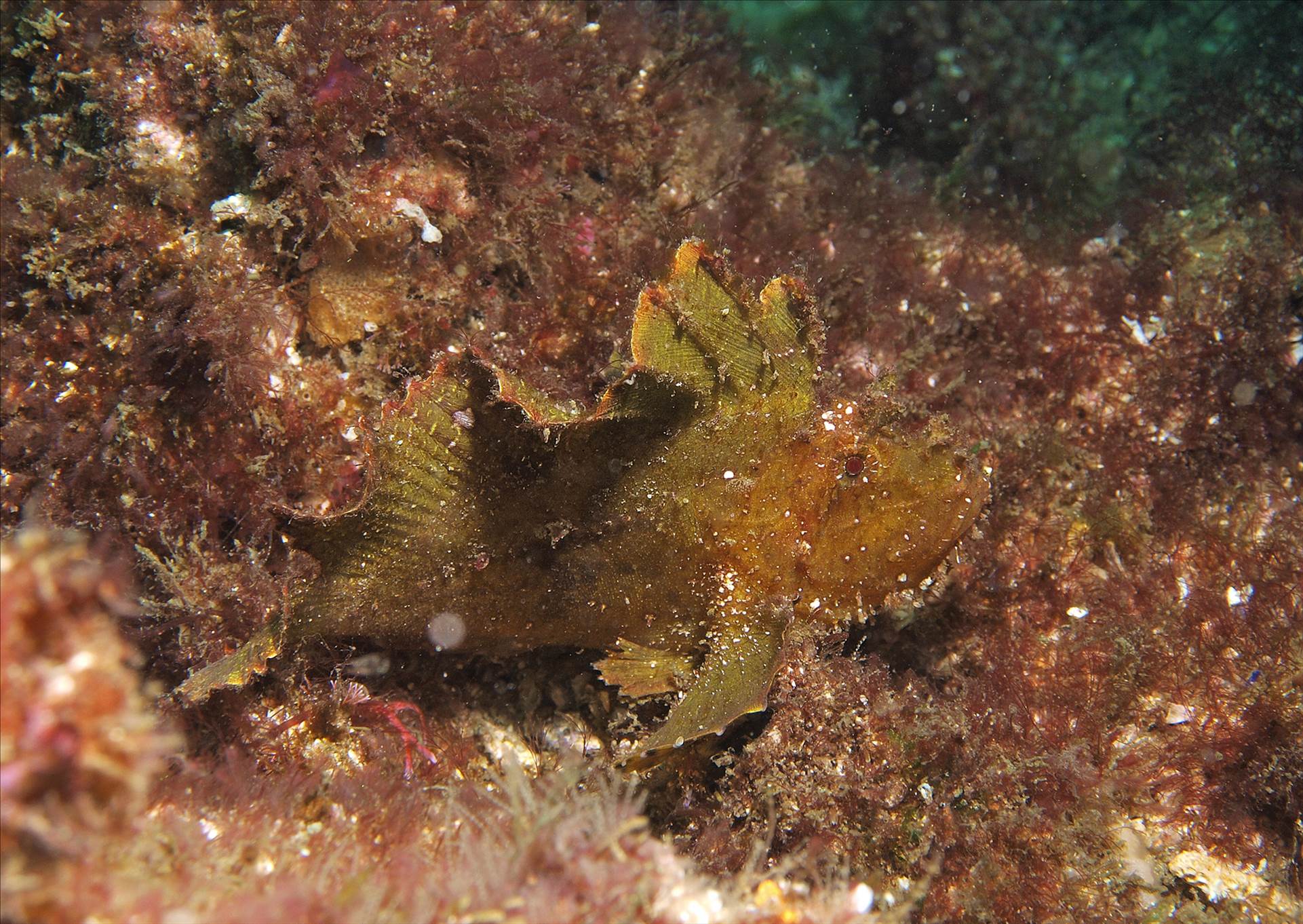 LoxPix Sub-Aqua Image