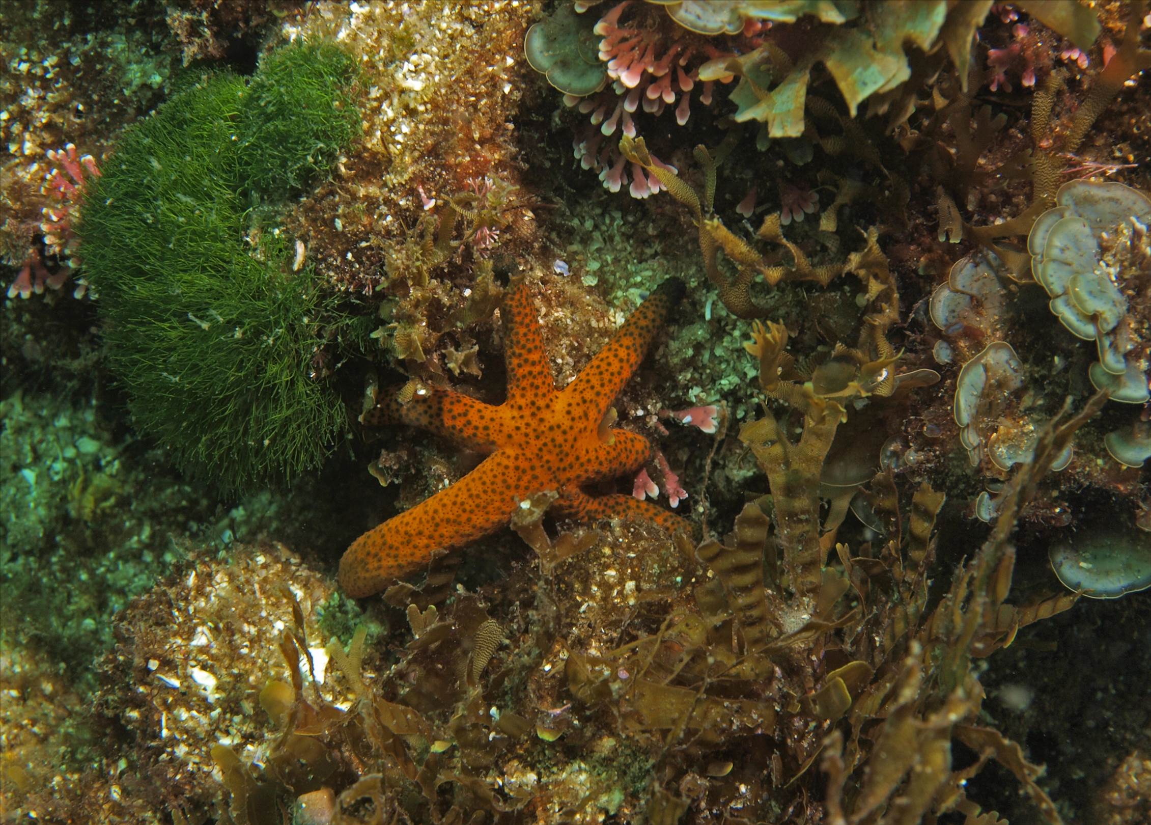 LoxPix Sub-Aqua Image