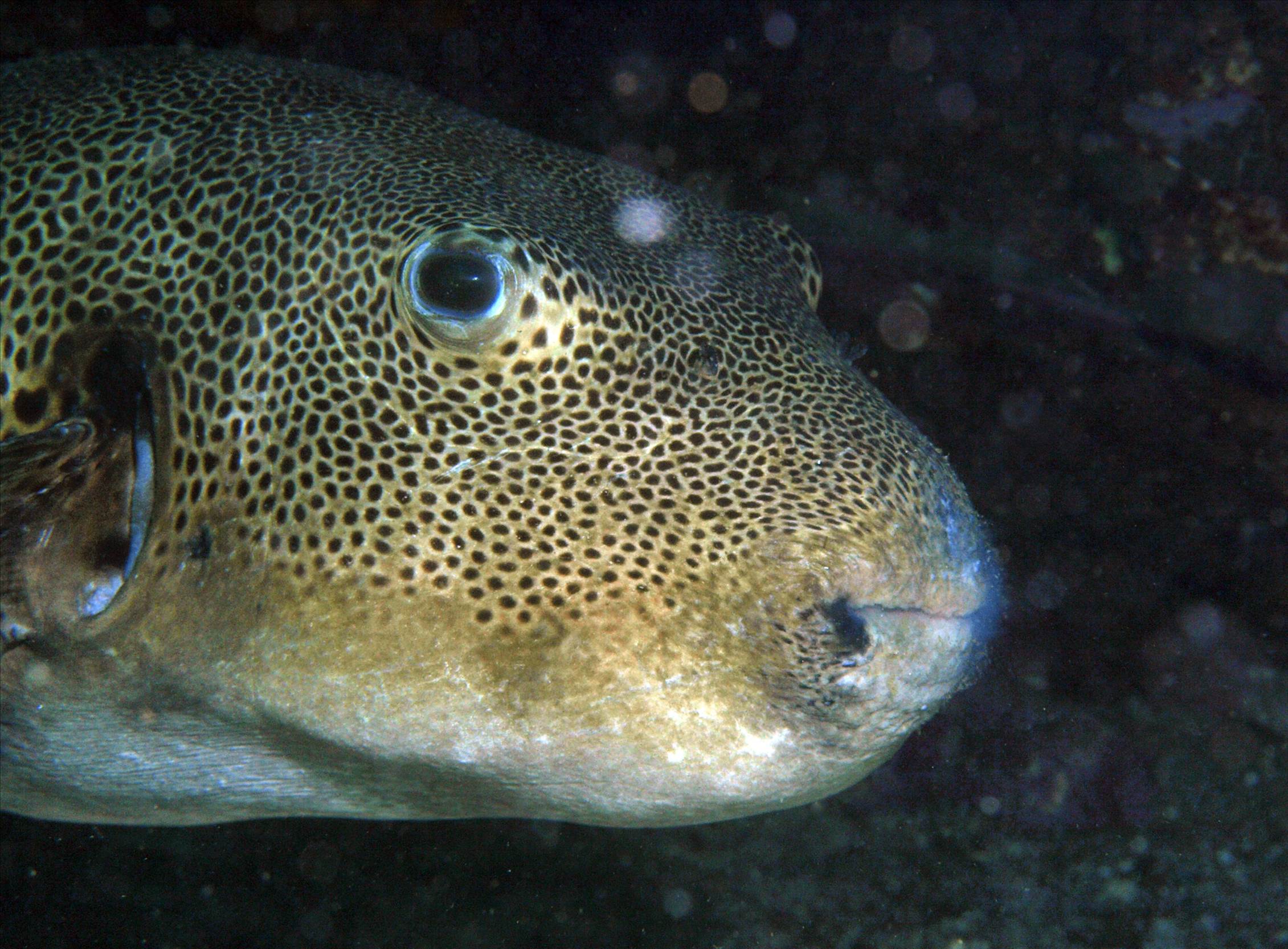 LoxPix Sub-Aqua Image