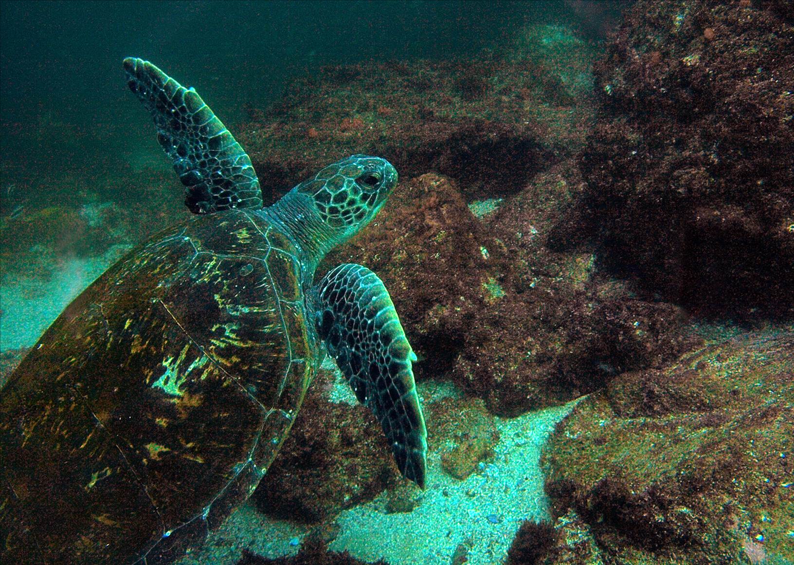 LoxPix Sub-Aqua Image