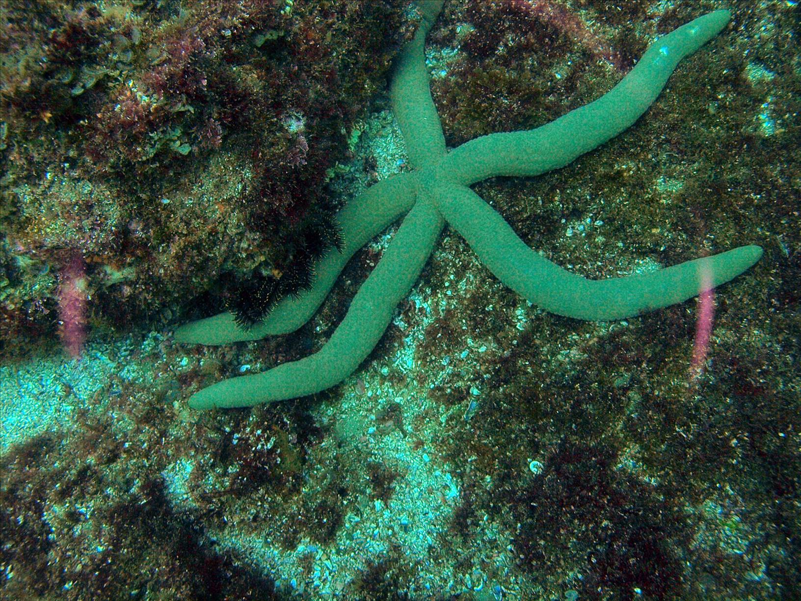 LoxPix Sub-Aqua Image