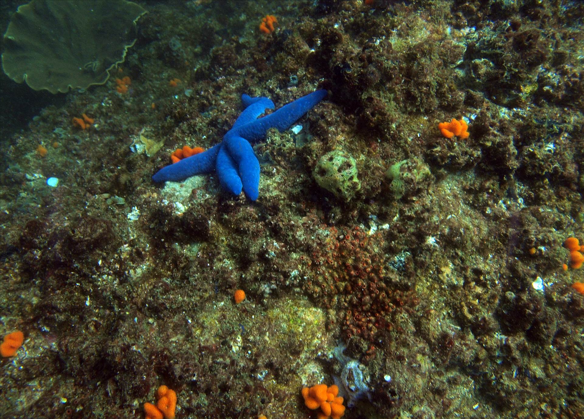 LoxPix Sub-Aqua Image