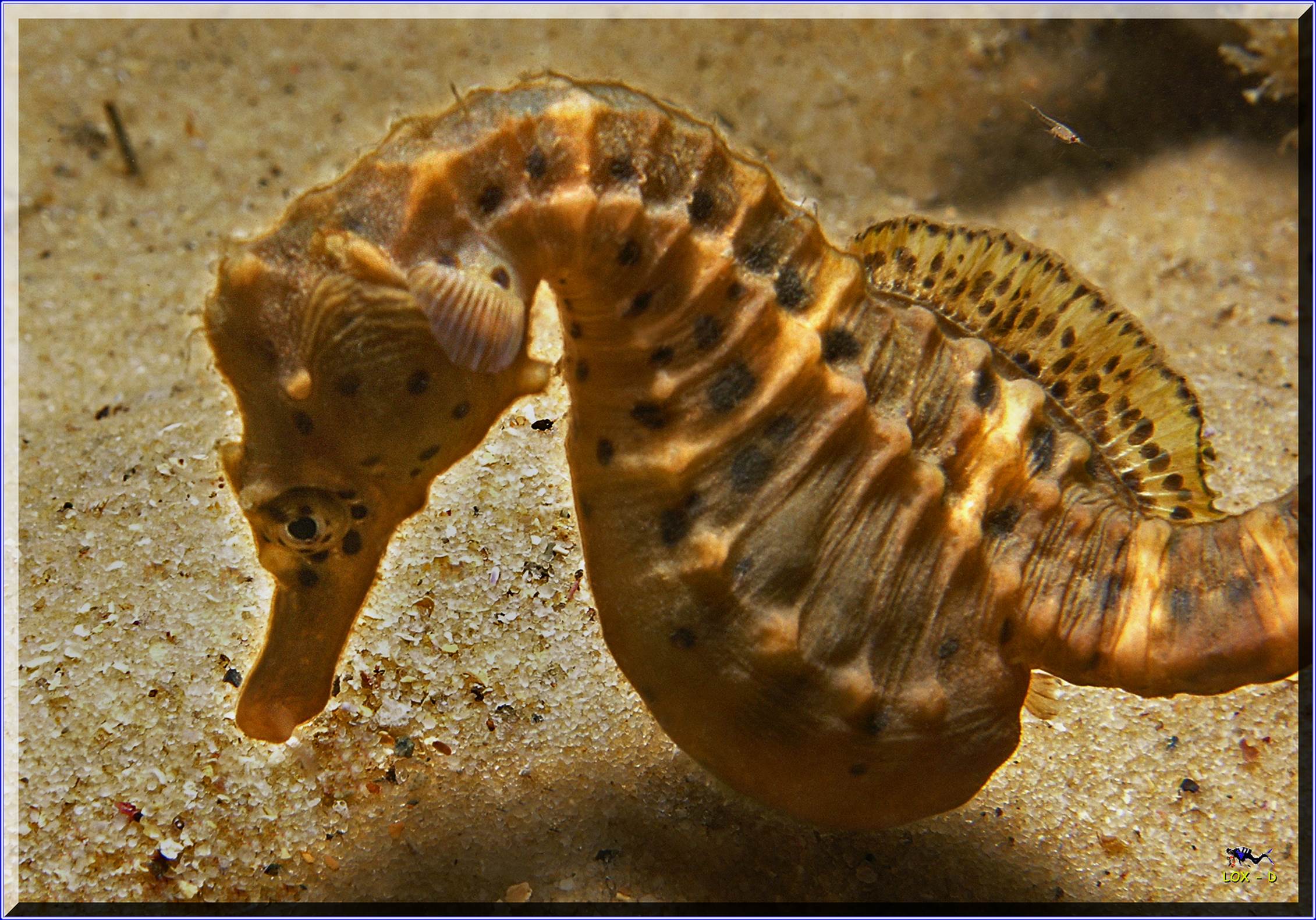 LoxPix Sub-Aqua Image