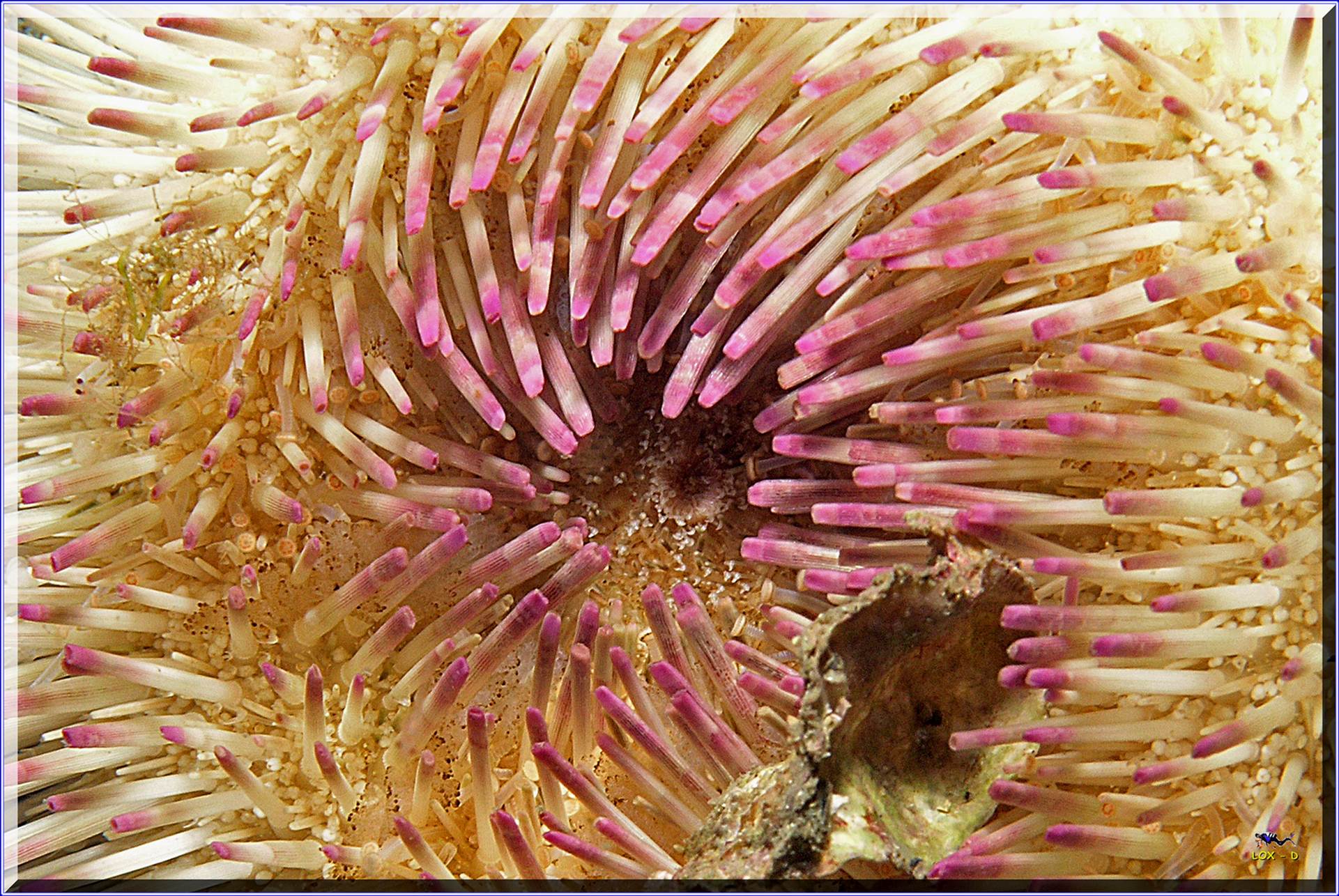 LoxPix Sub-Aqua Image