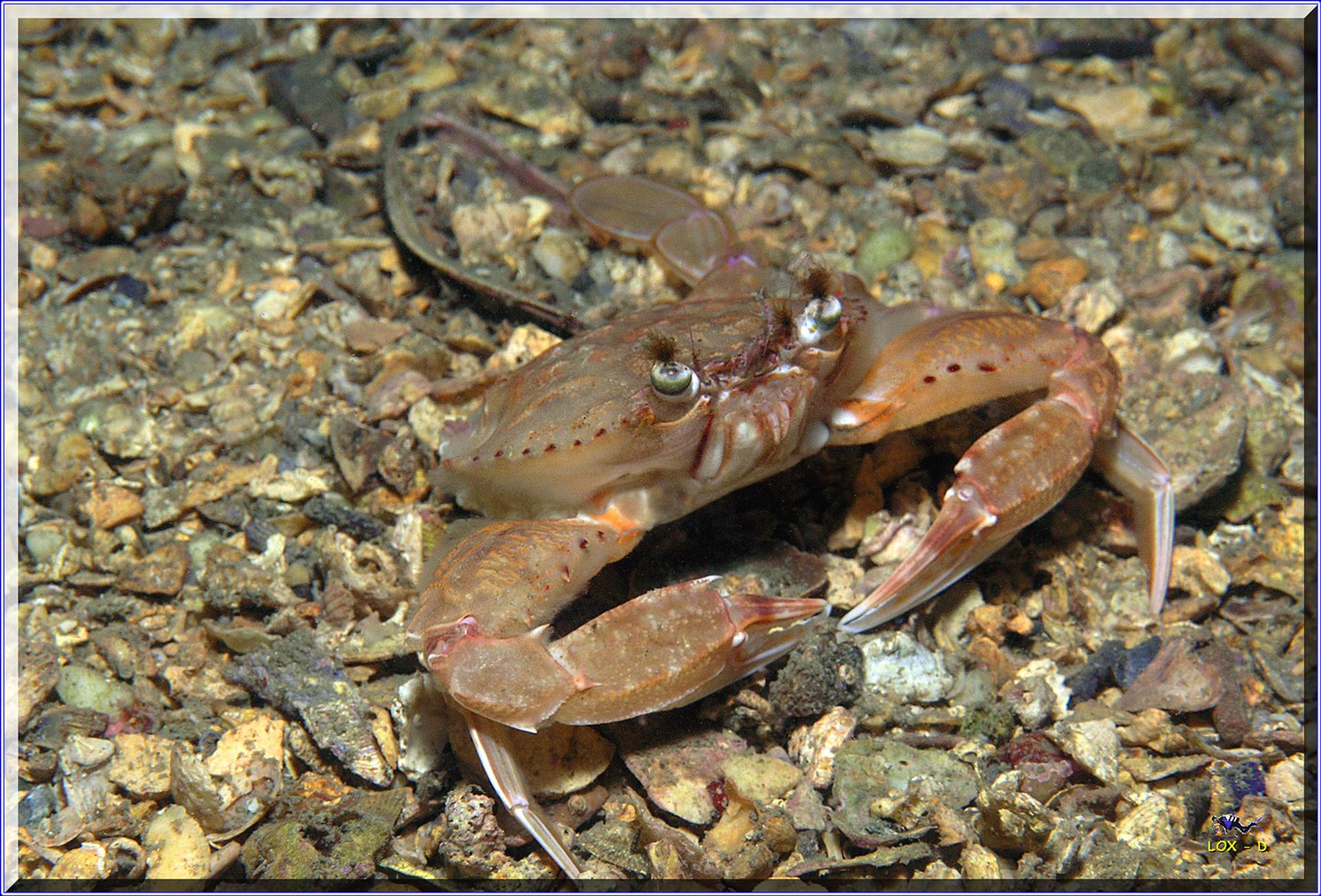 LoxPix Sub-Aqua Image