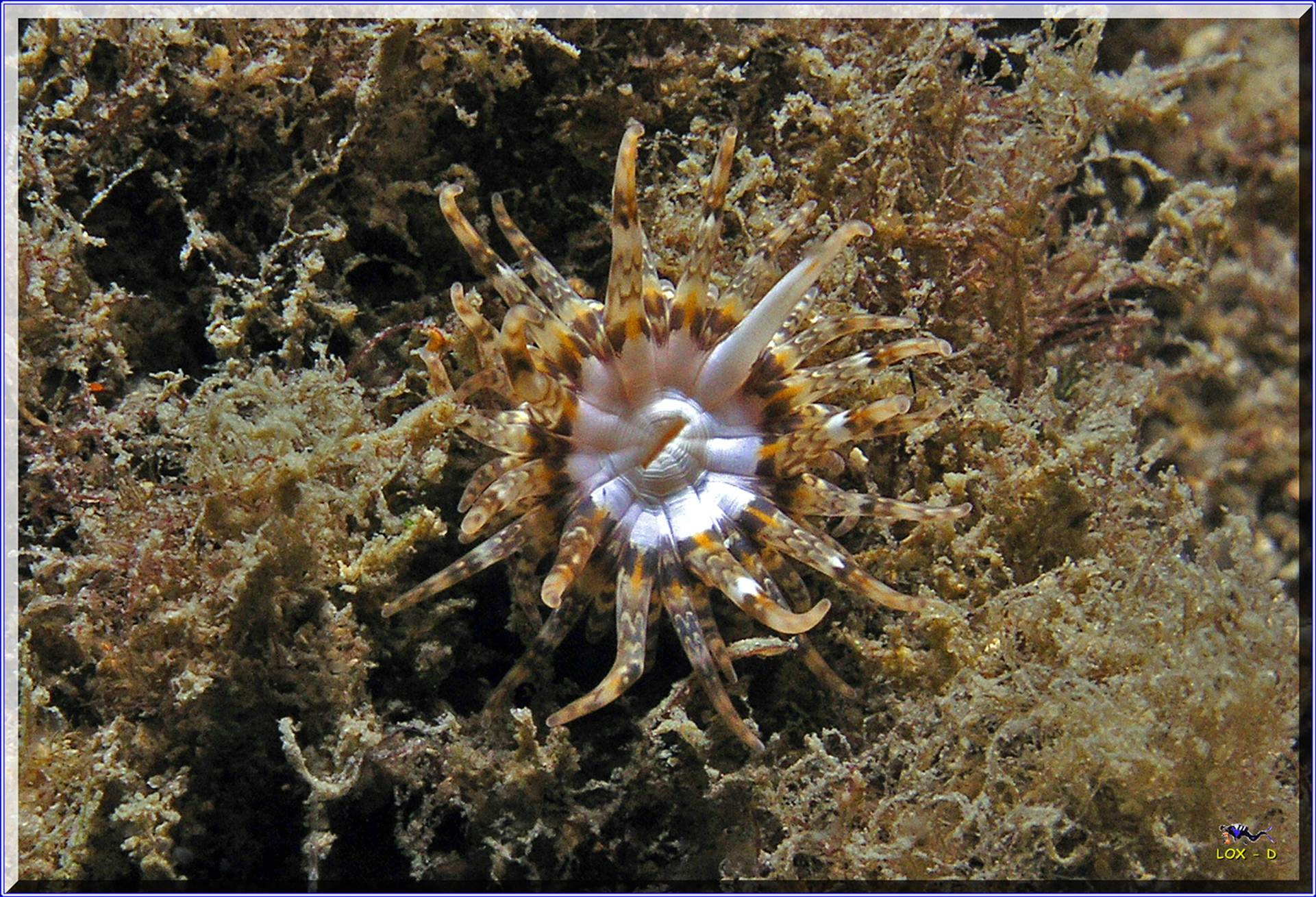 LoxPix Sub-Aqua Image