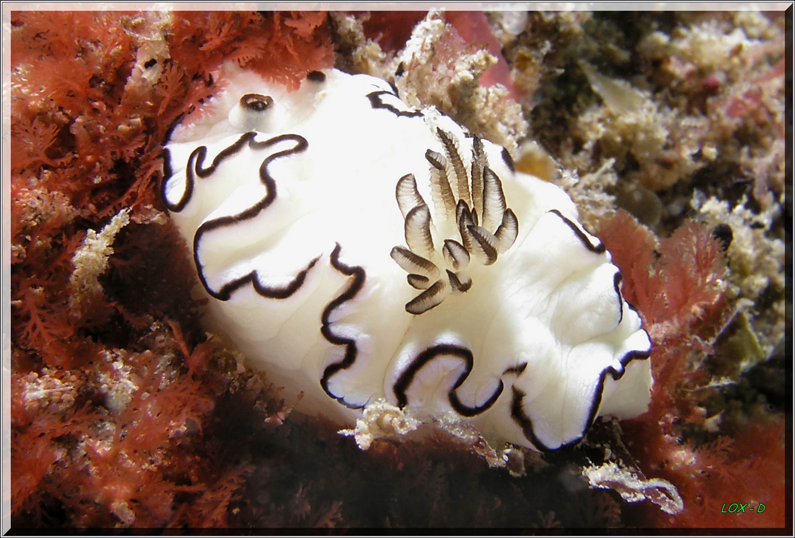 LoxPix Sub-Aqua Image