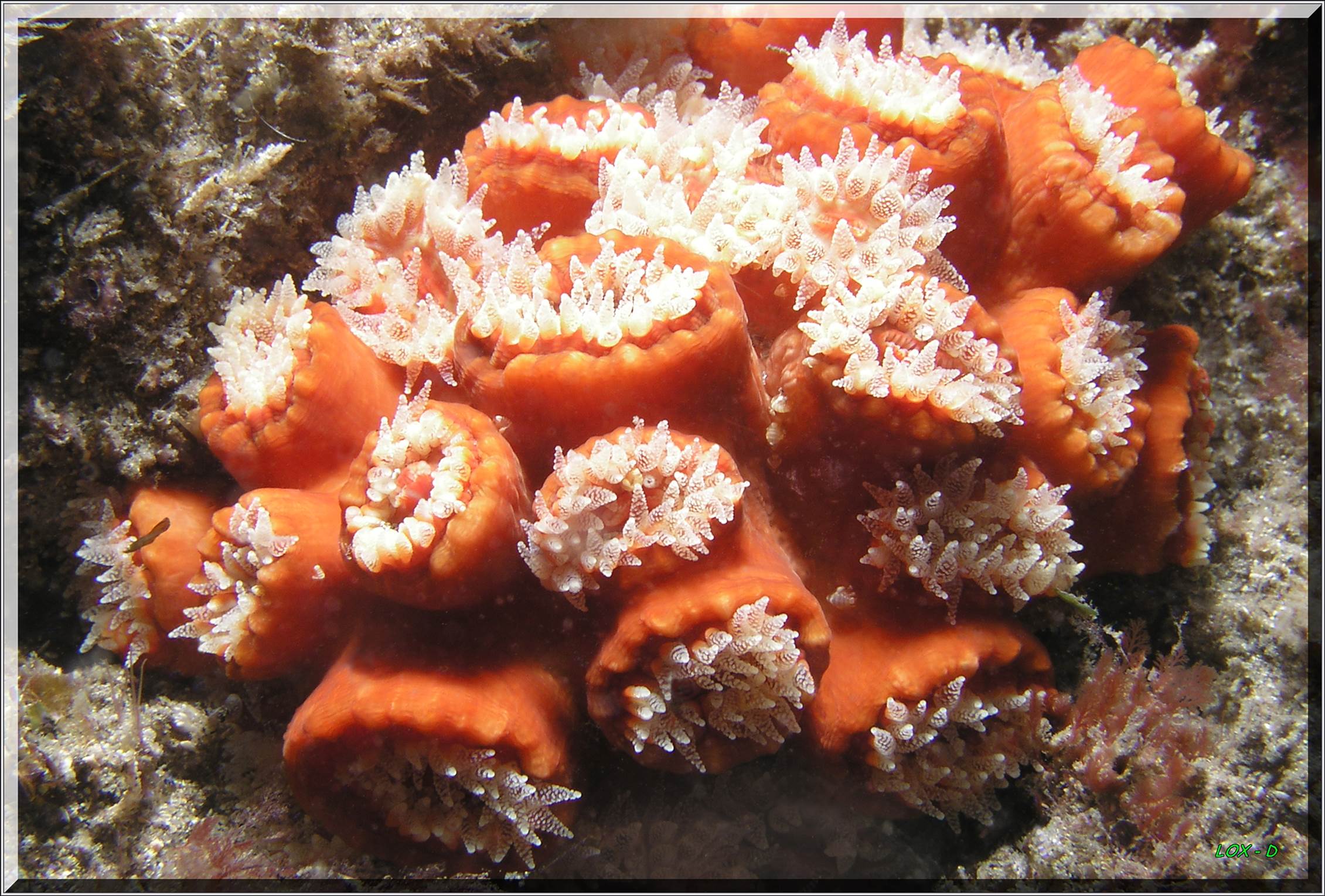 LoxPix Sub-Aqua Image