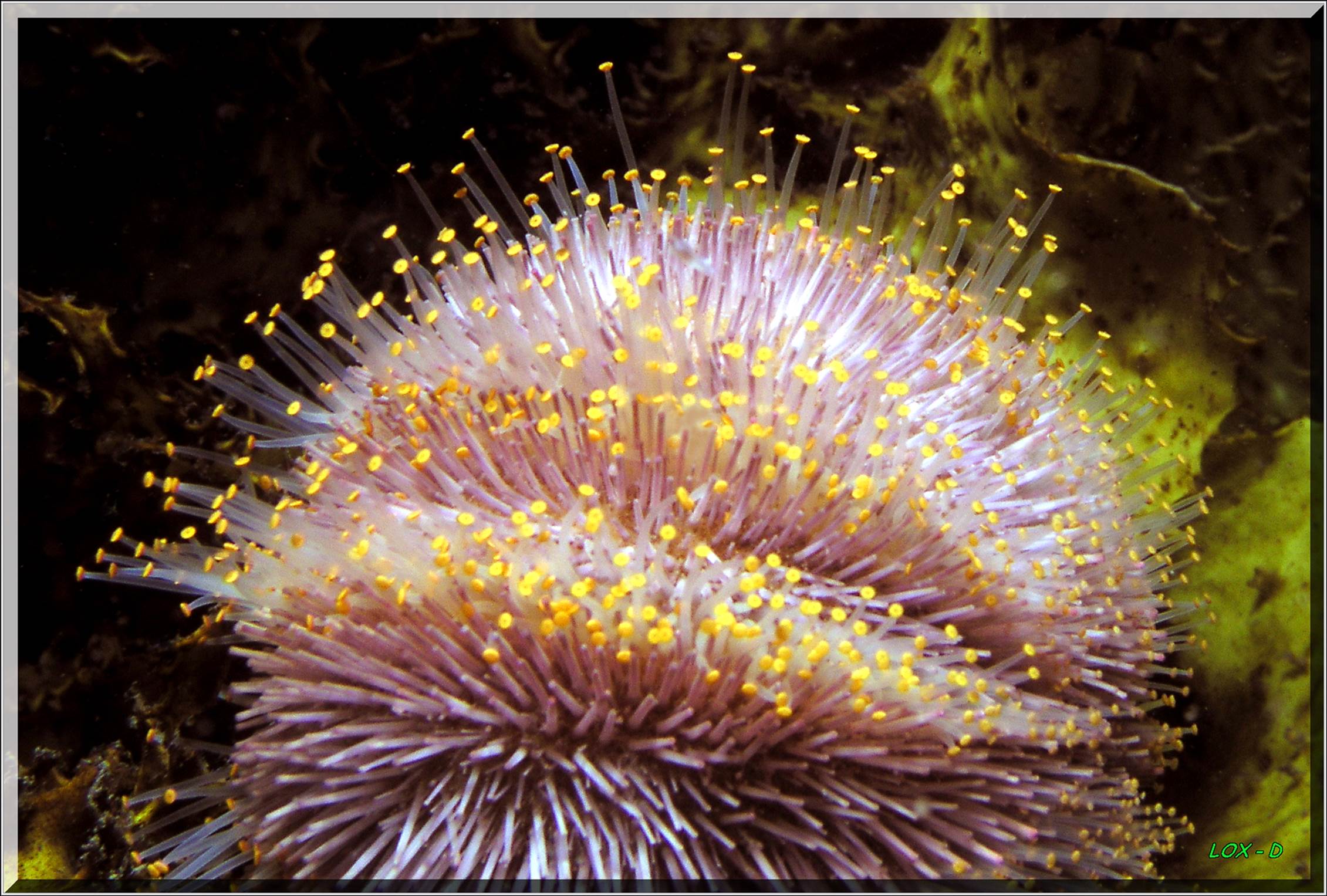 LoxPix Sub-Aqua Image