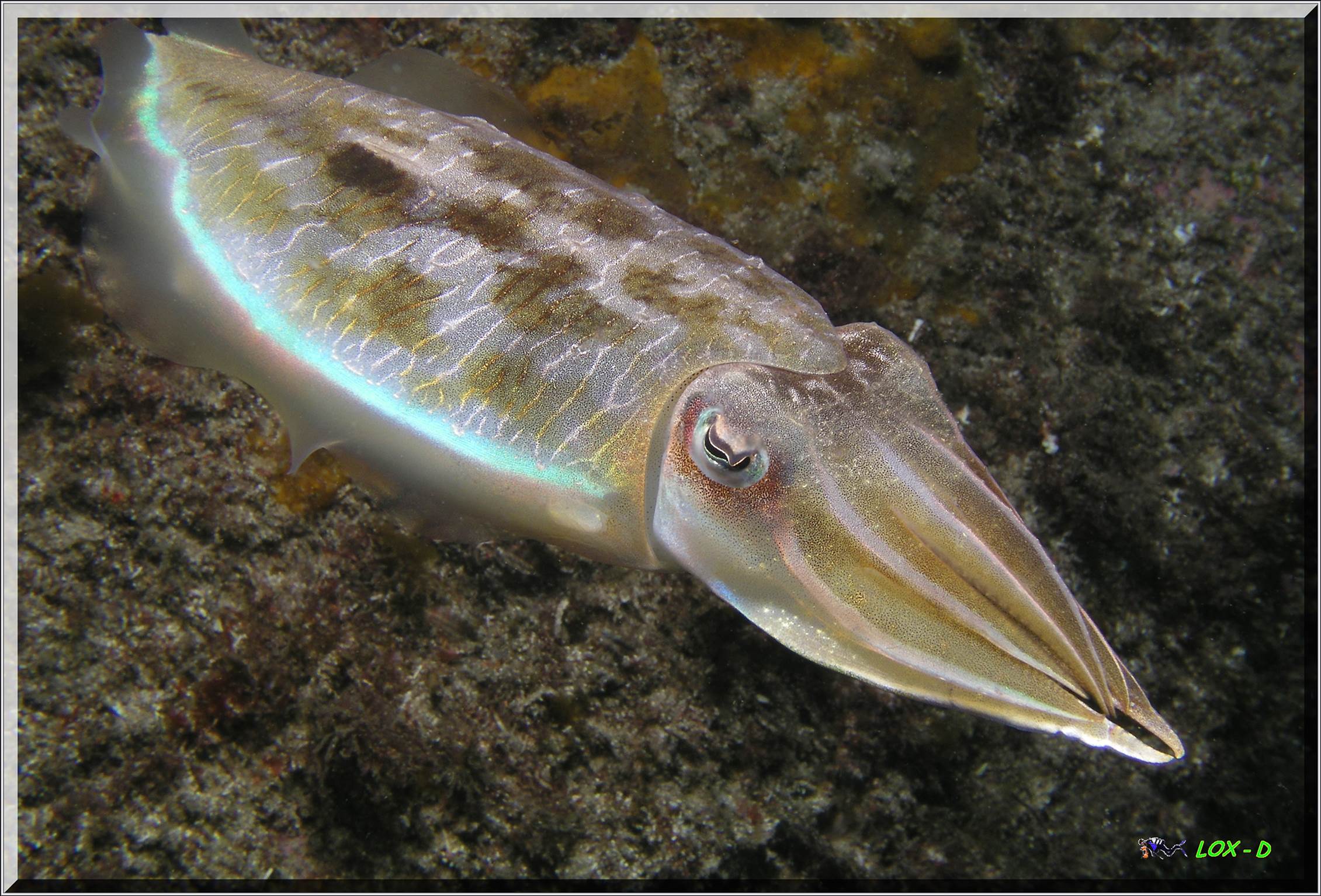 LoxPix Sub-Aqua Image