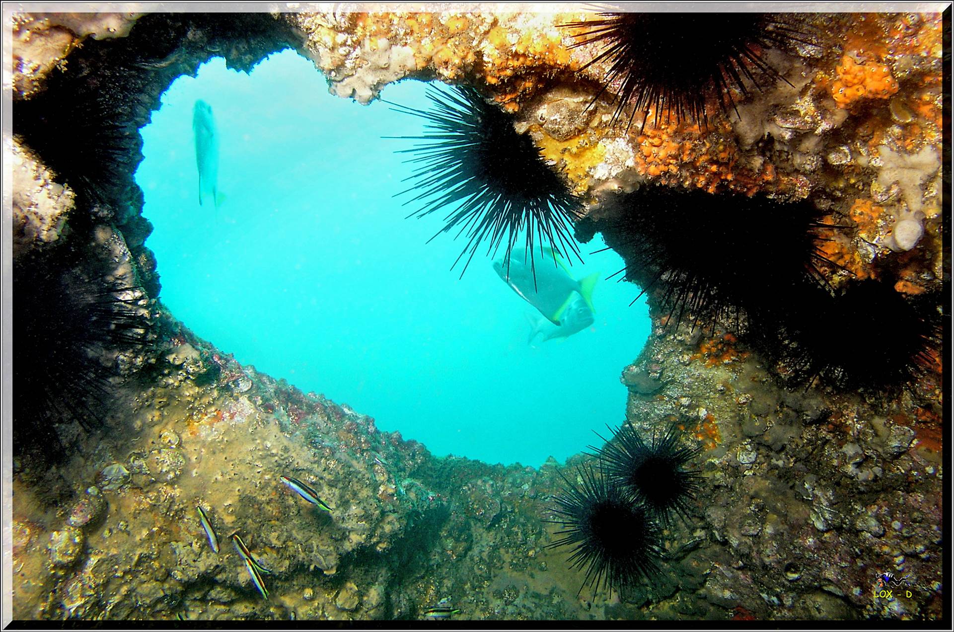 LoxPix Sub-Aqua Image