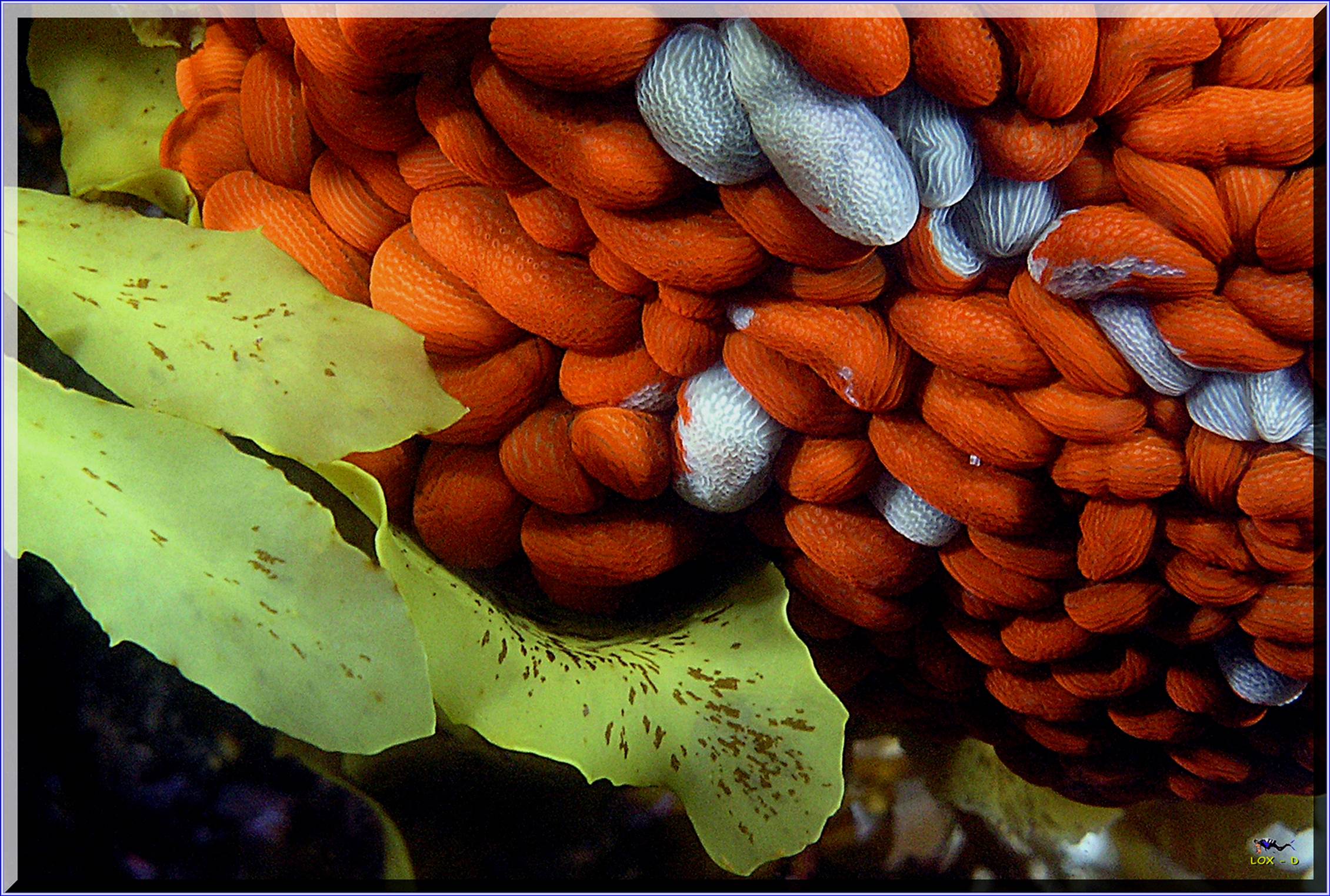 LoxPix Sub-Aqua Image