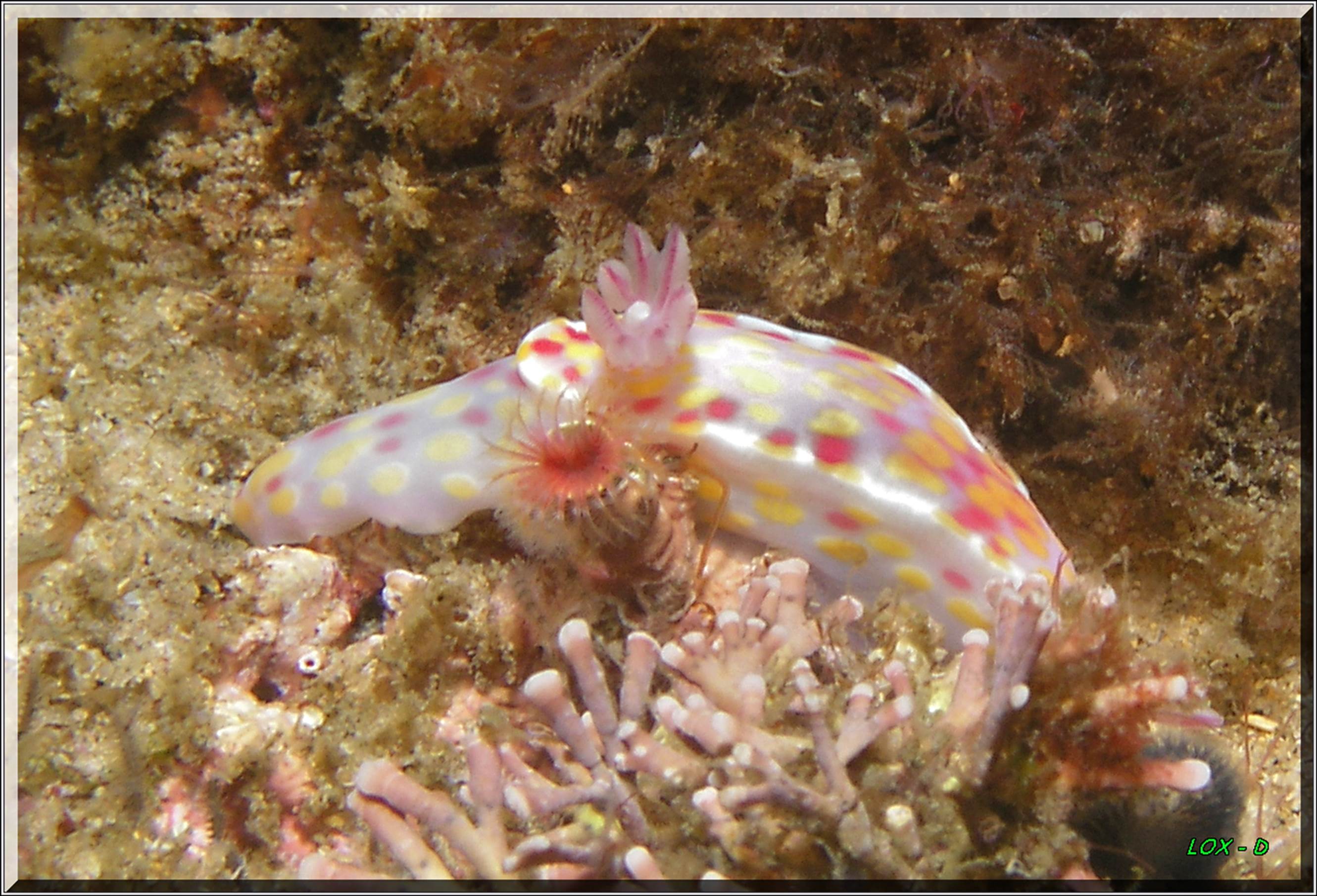 LoxPix Sub-Aqua Image