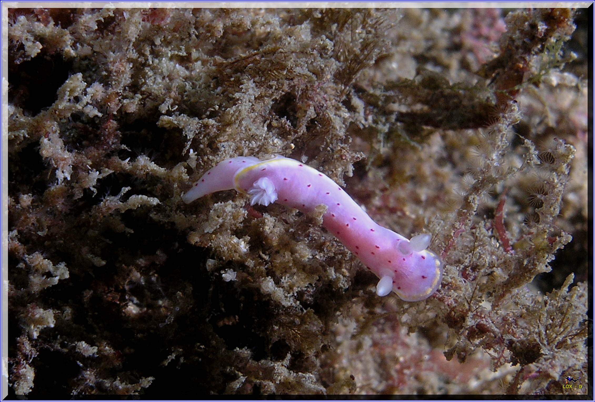 LoxPix Sub-Aqua Image