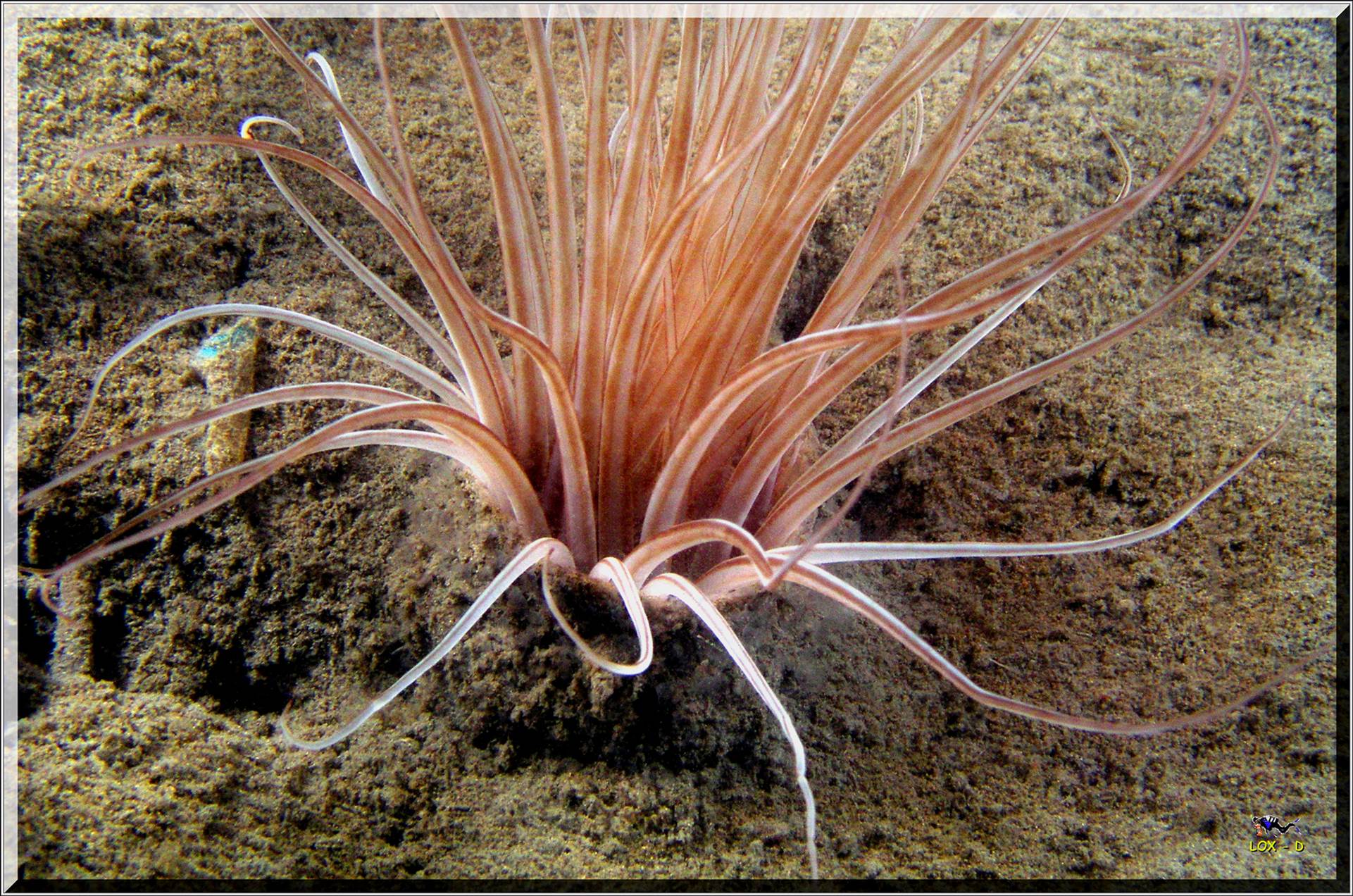 LoxPix Sub-Aqua Image