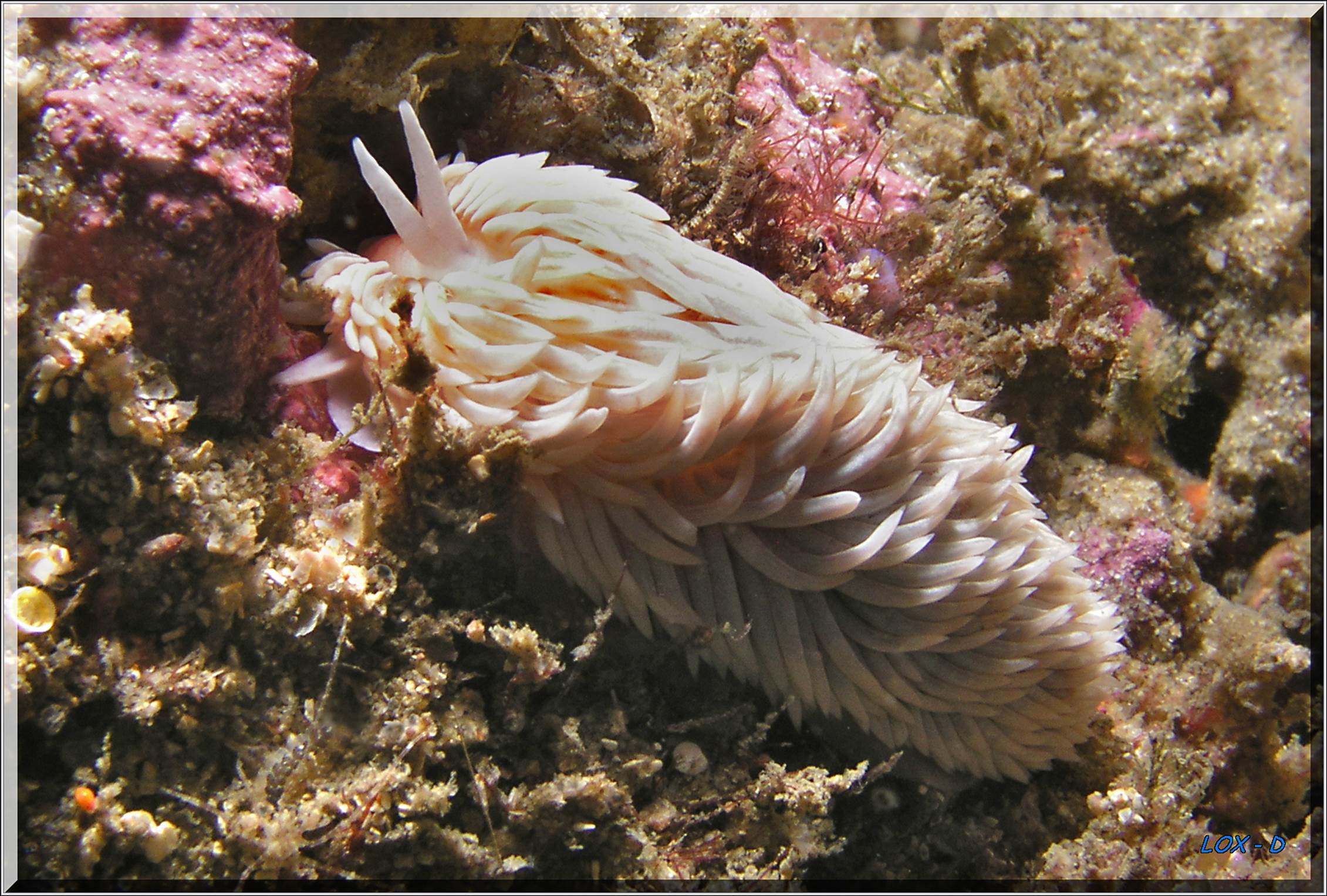 LoxPix Sub-Aqua Image