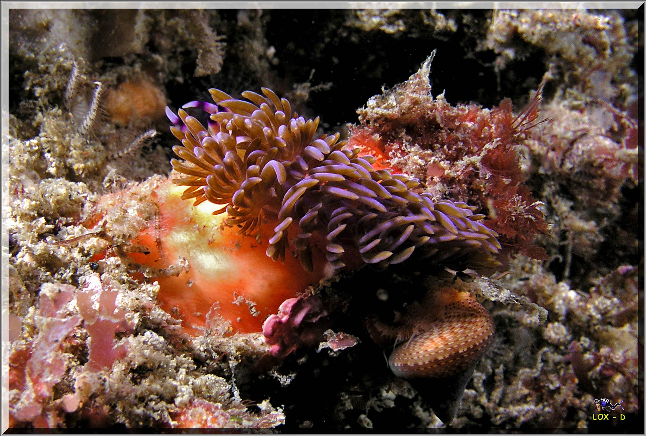 LoxPix Sub-Aqua Image