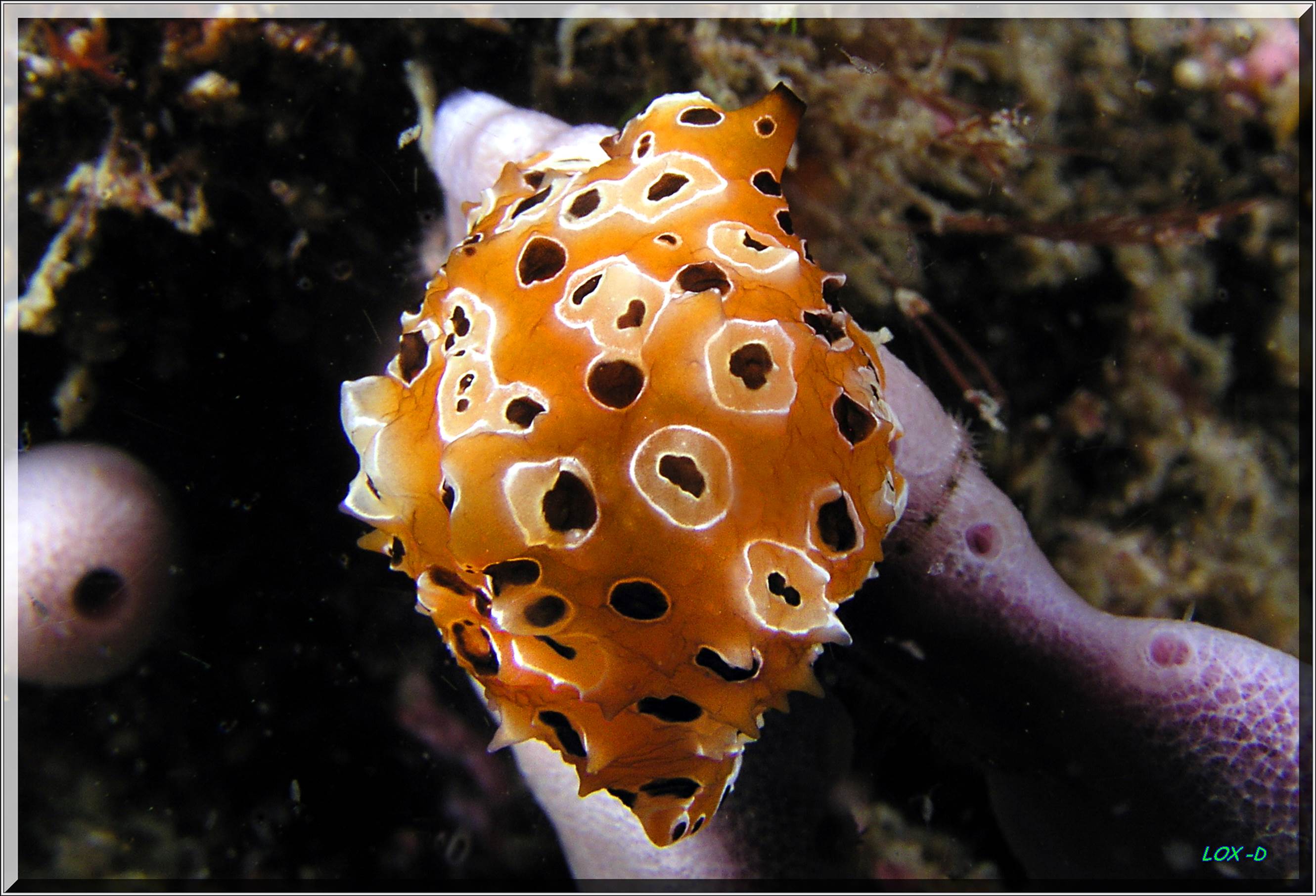 LoxPix Sub-Aqua Image