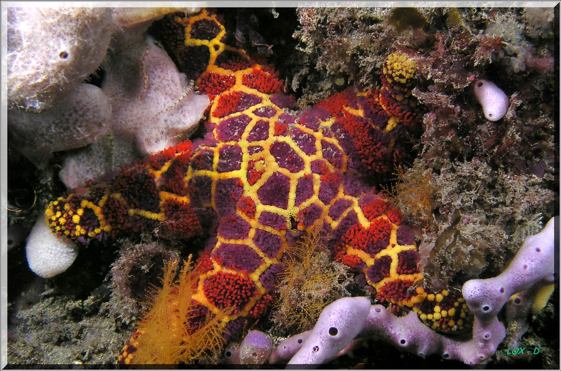 LoxPix Sub-Aqua Image