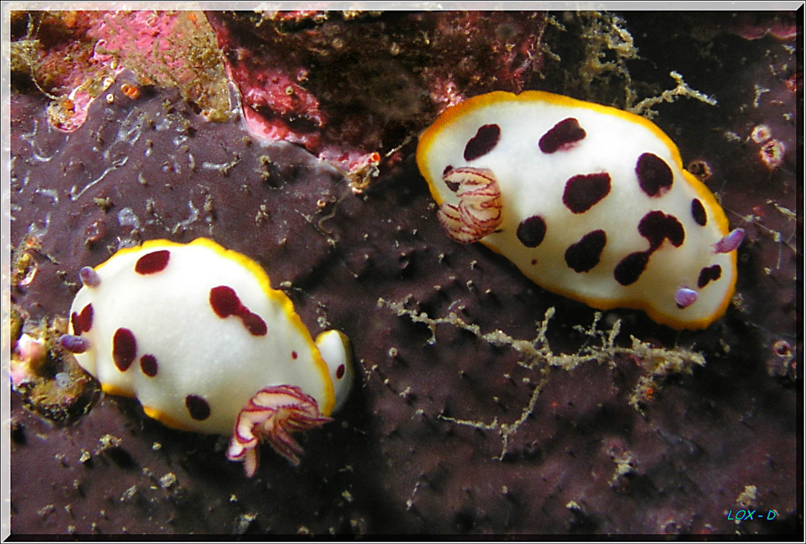 LoxPix Sub-Aqua Image