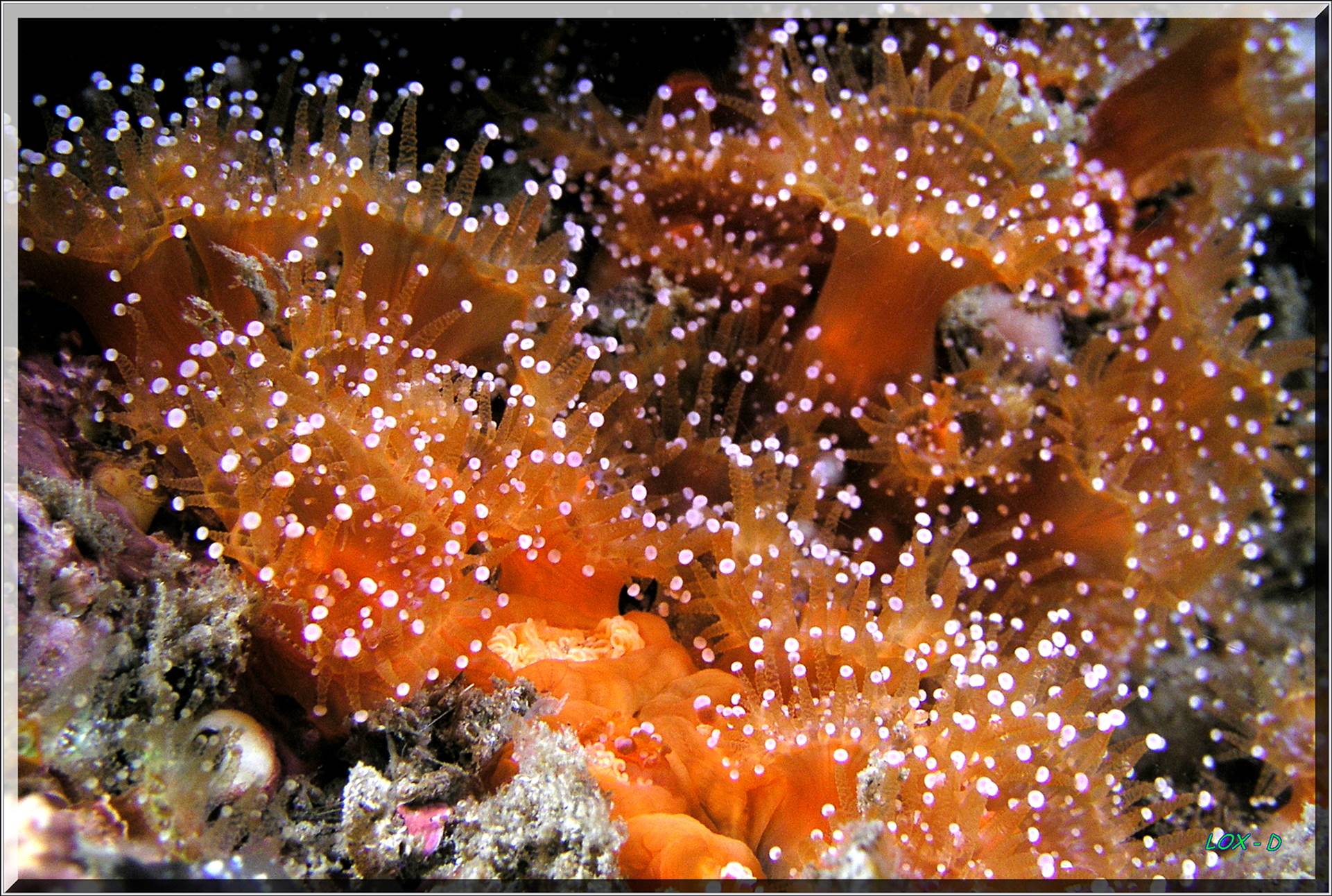 LoxPix Sub-Aqua Image