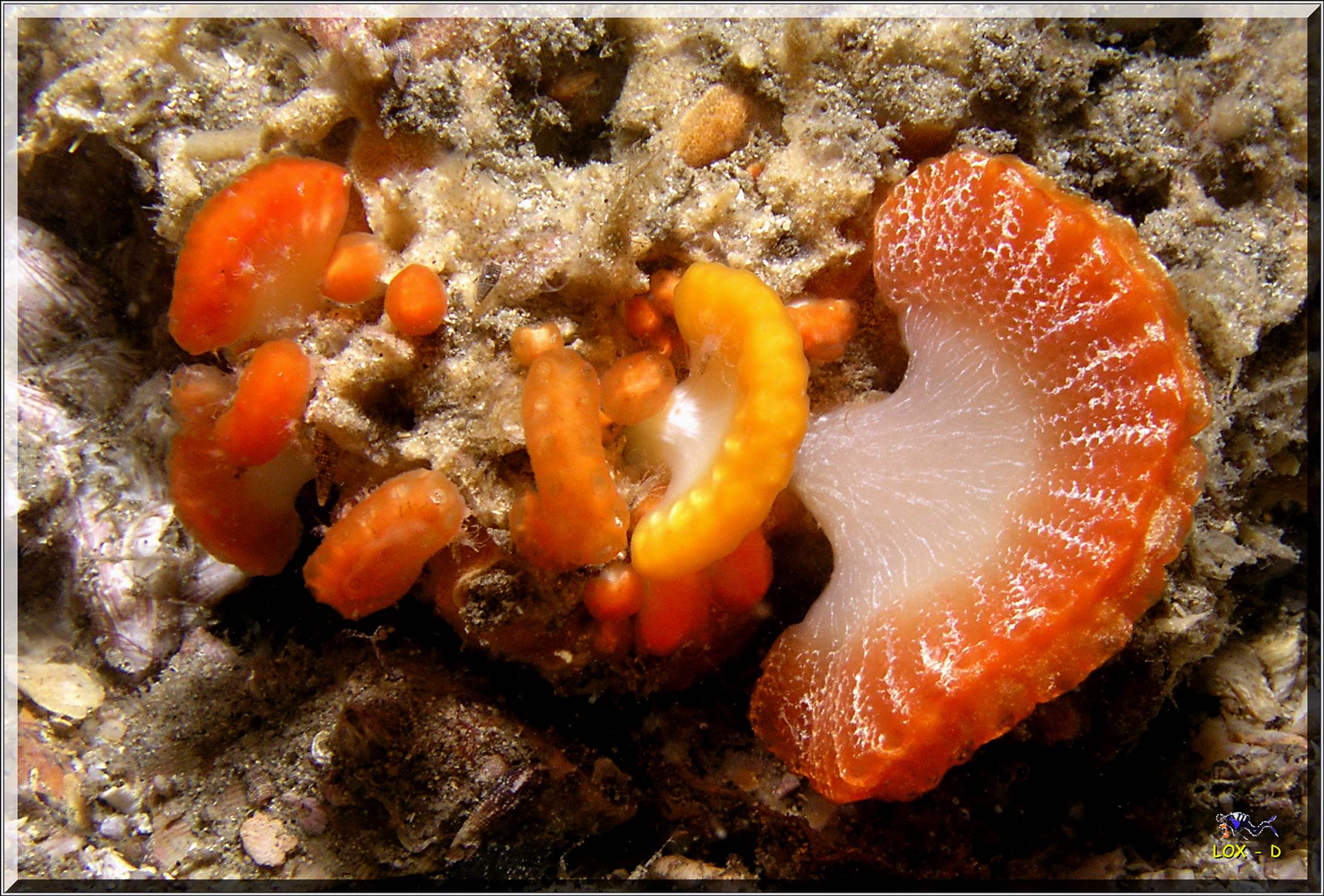 LoxPix Sub-Aqua Image