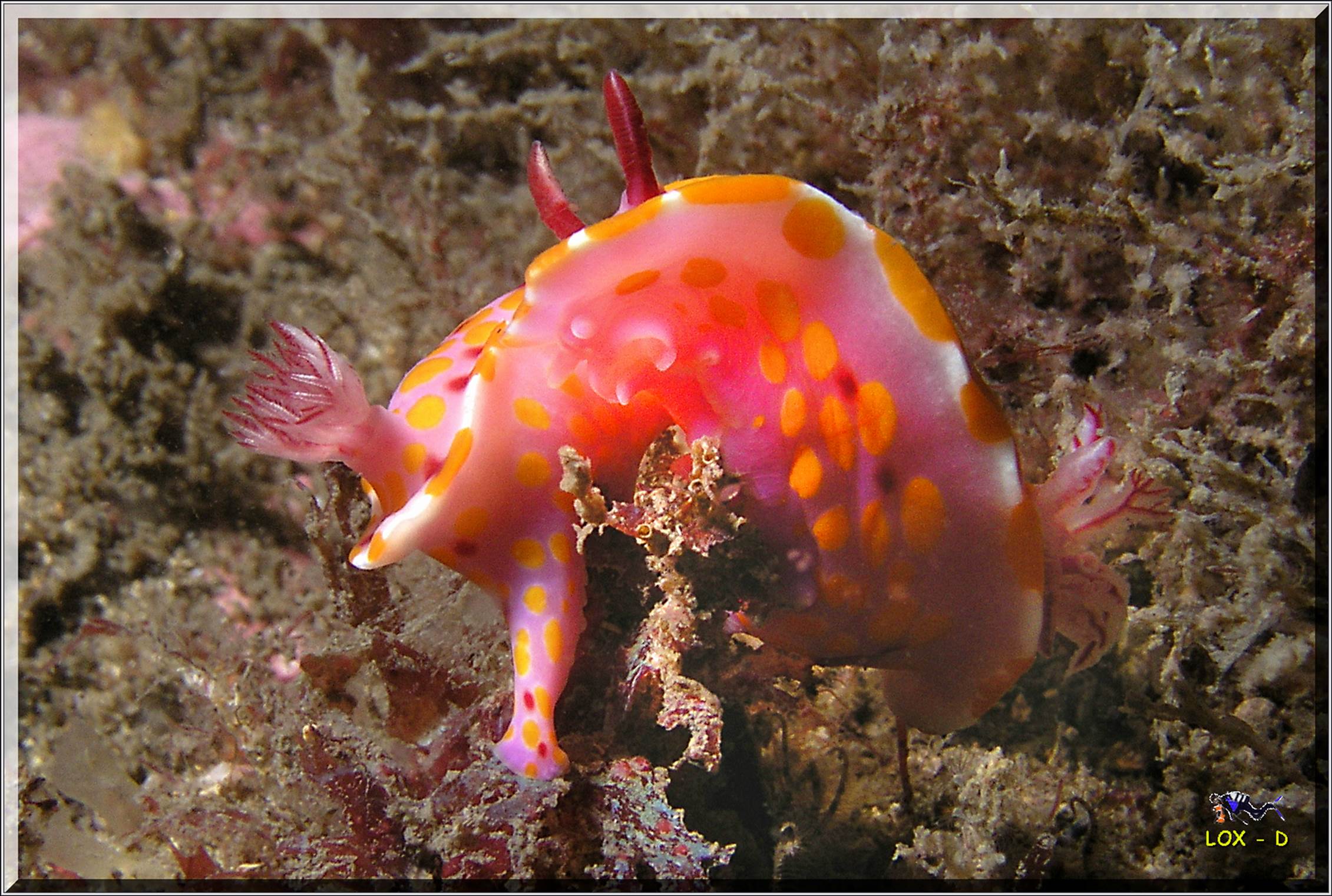 LoxPix Sub-Aqua Image